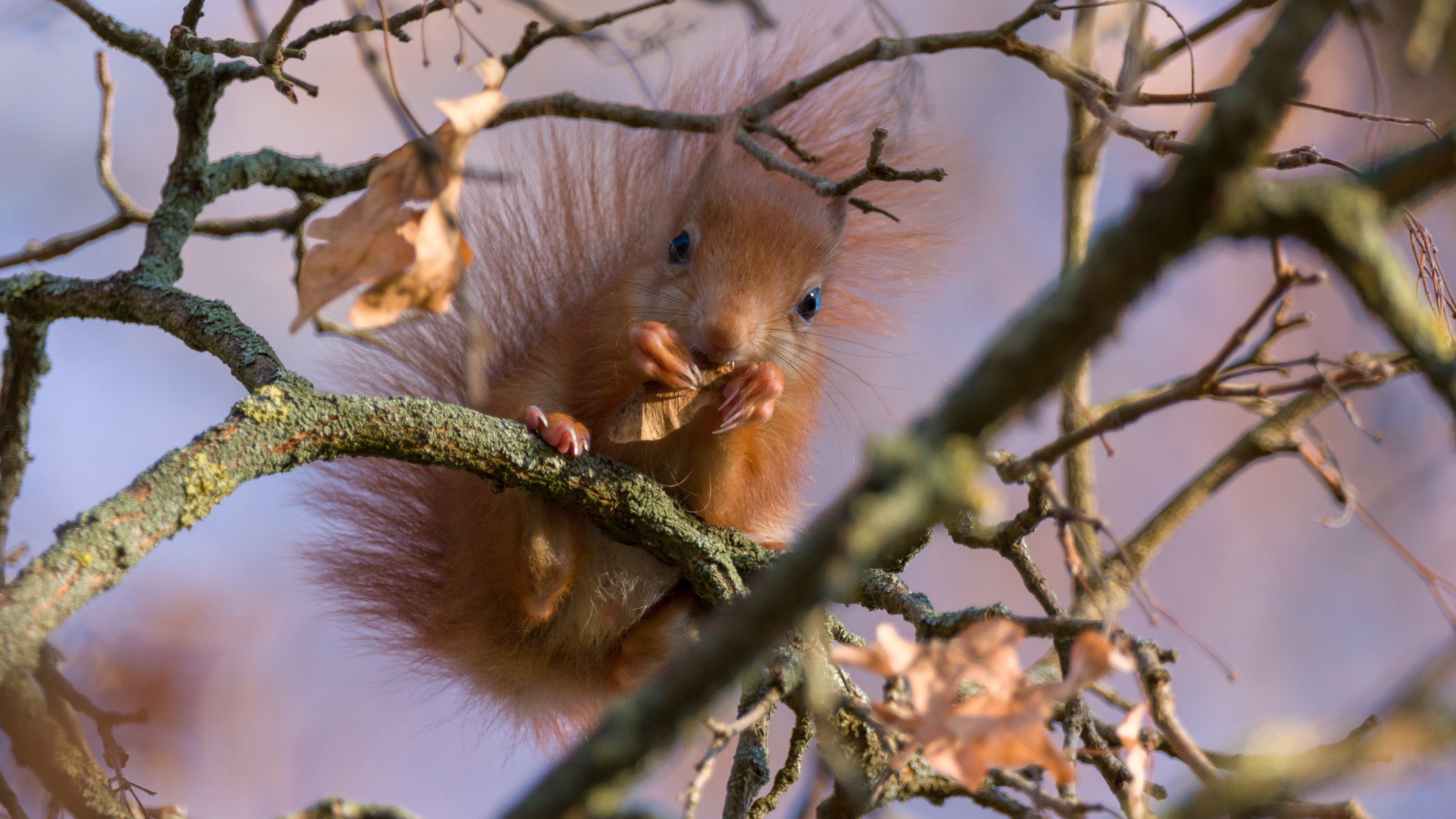 Squirrel eating on a branch HD Wallpaper
