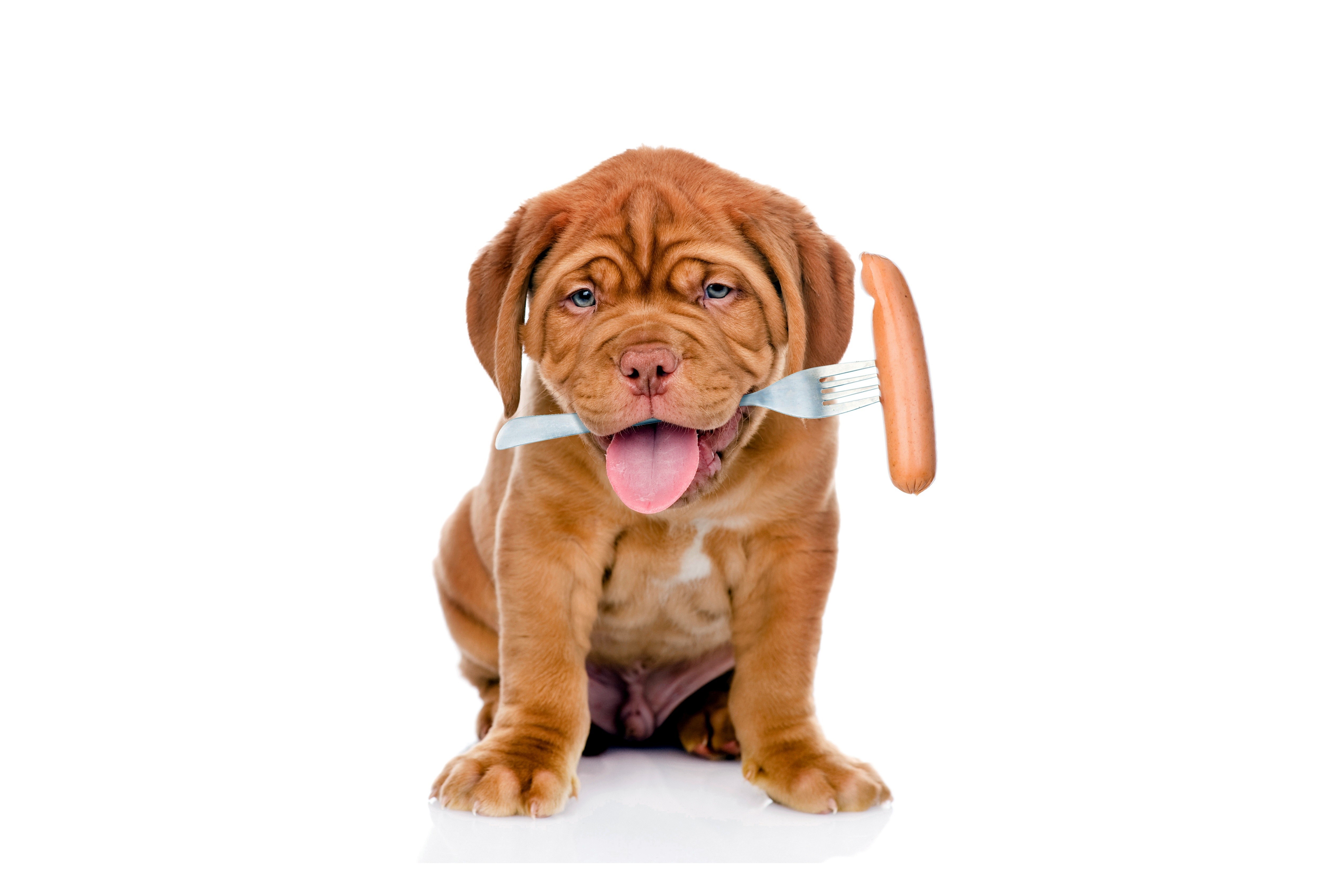 Dogue de Bordeaux puppy with sausage on fork HD Wallpaper