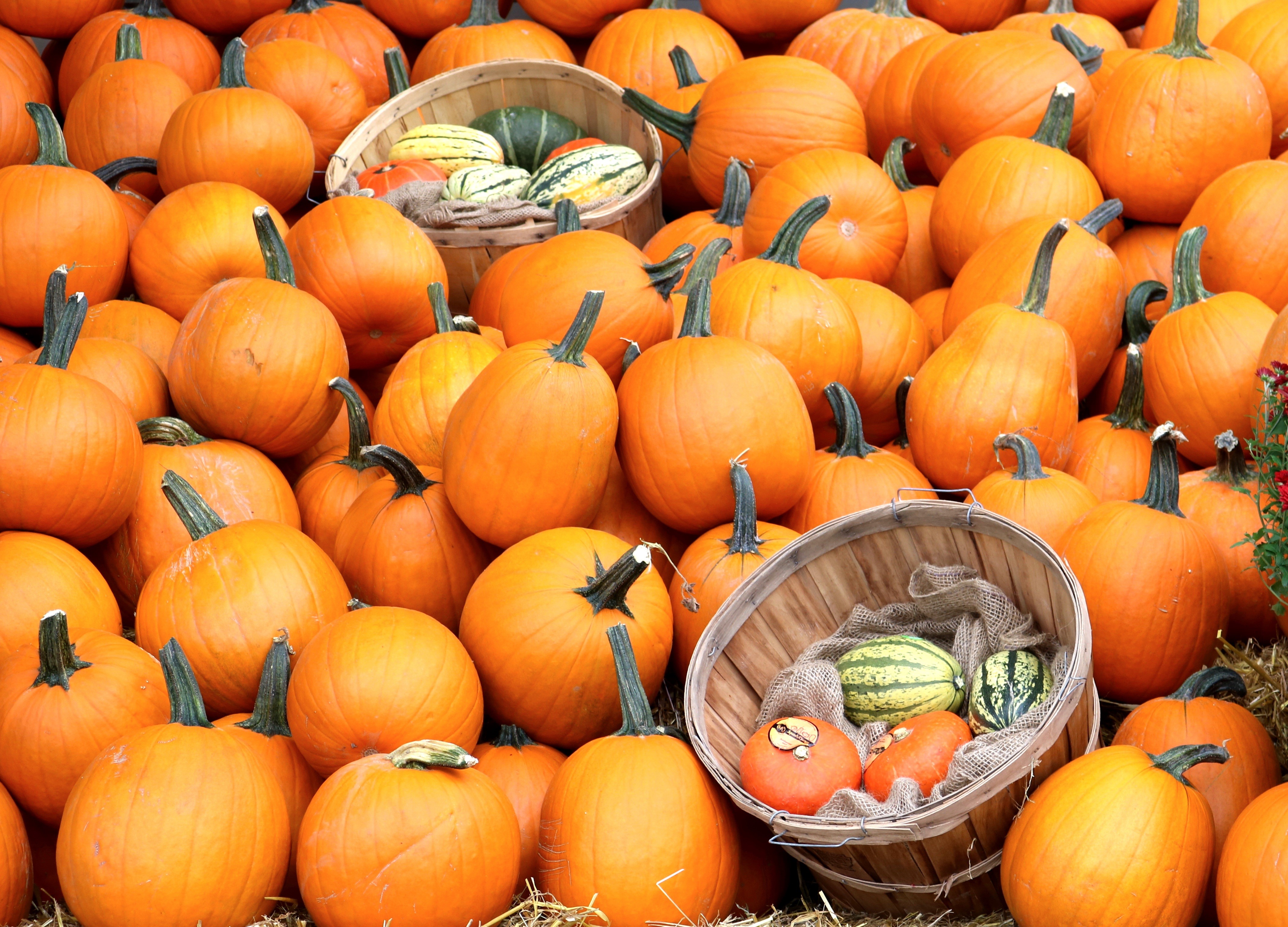 Many pumpkins in a wicker basket HD Wallpaper