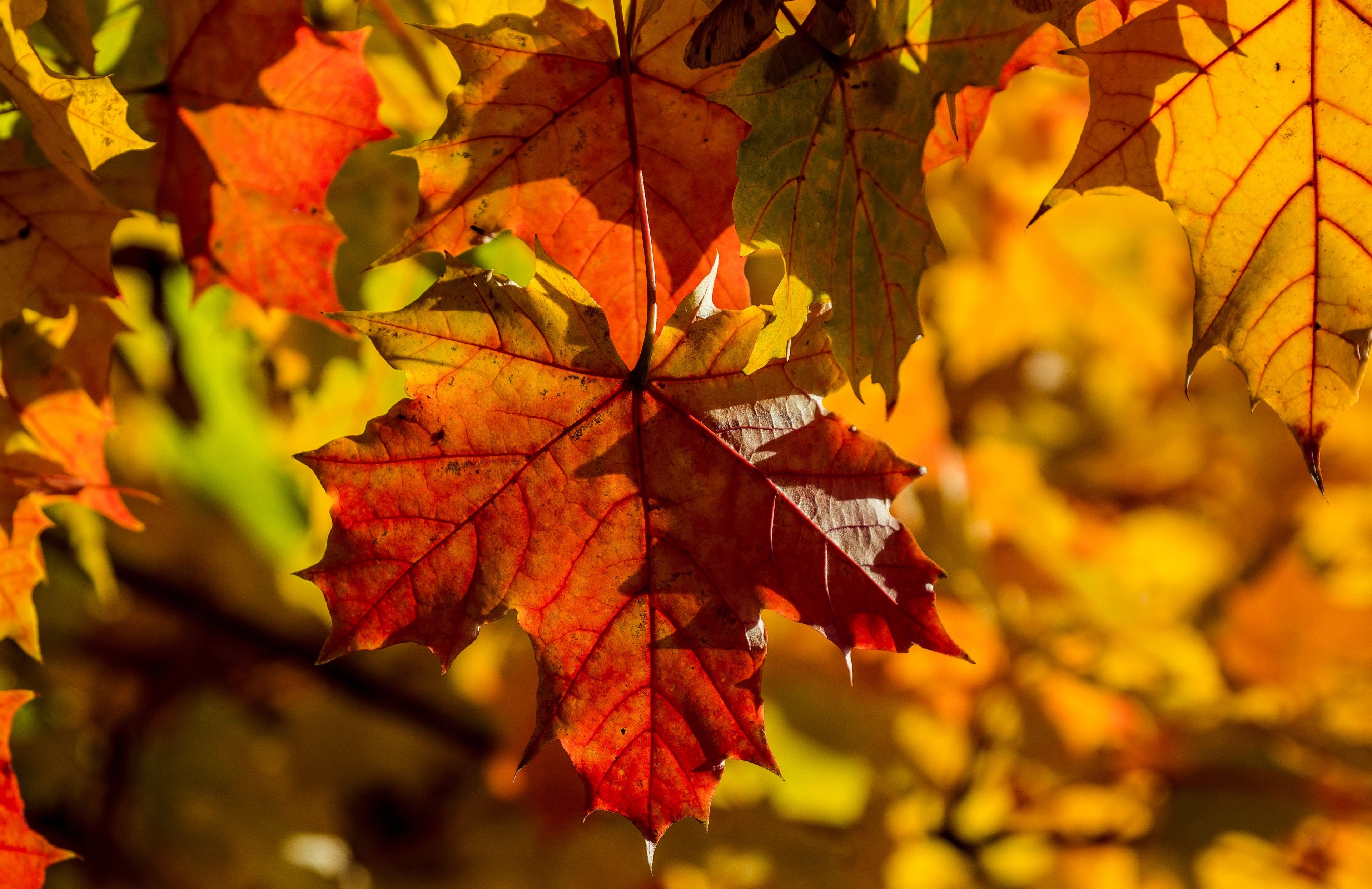 4K Autumn Maple Foliage Closeup HD Wallpaper