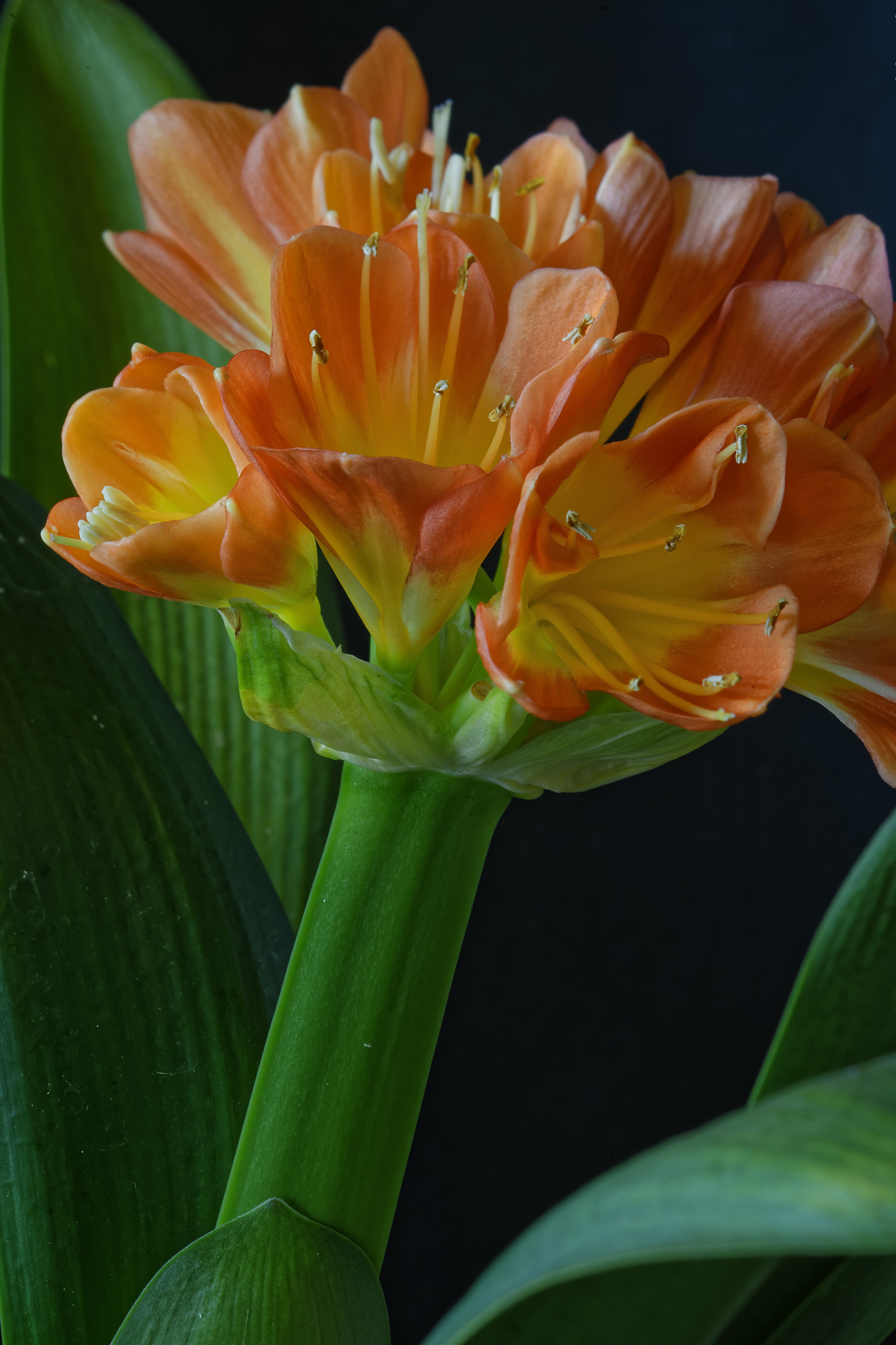 Orange Clivia flowers with green stem and leaves HD Phone Wallpaper