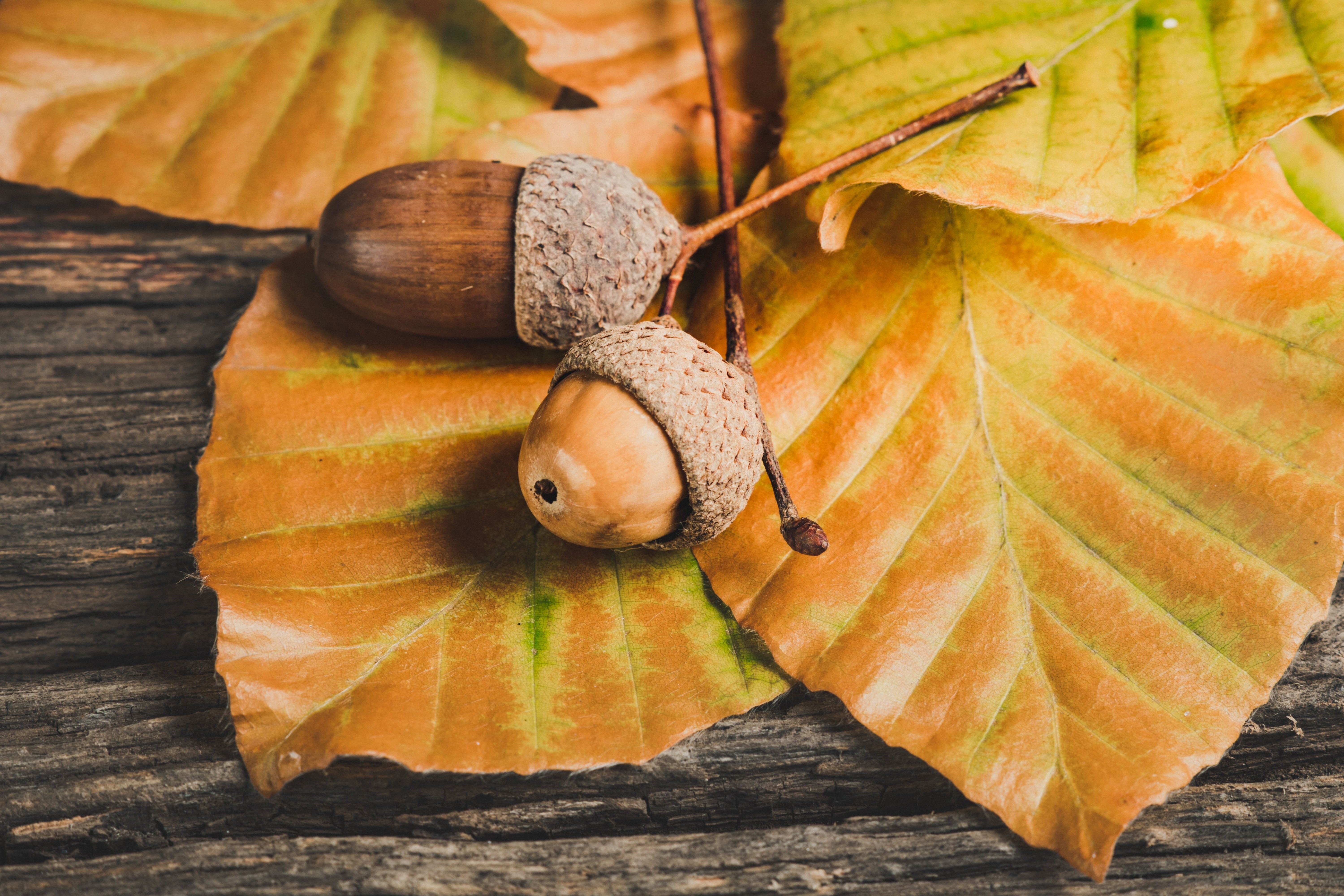 Acorns on autumn leaves HD Wallpaper