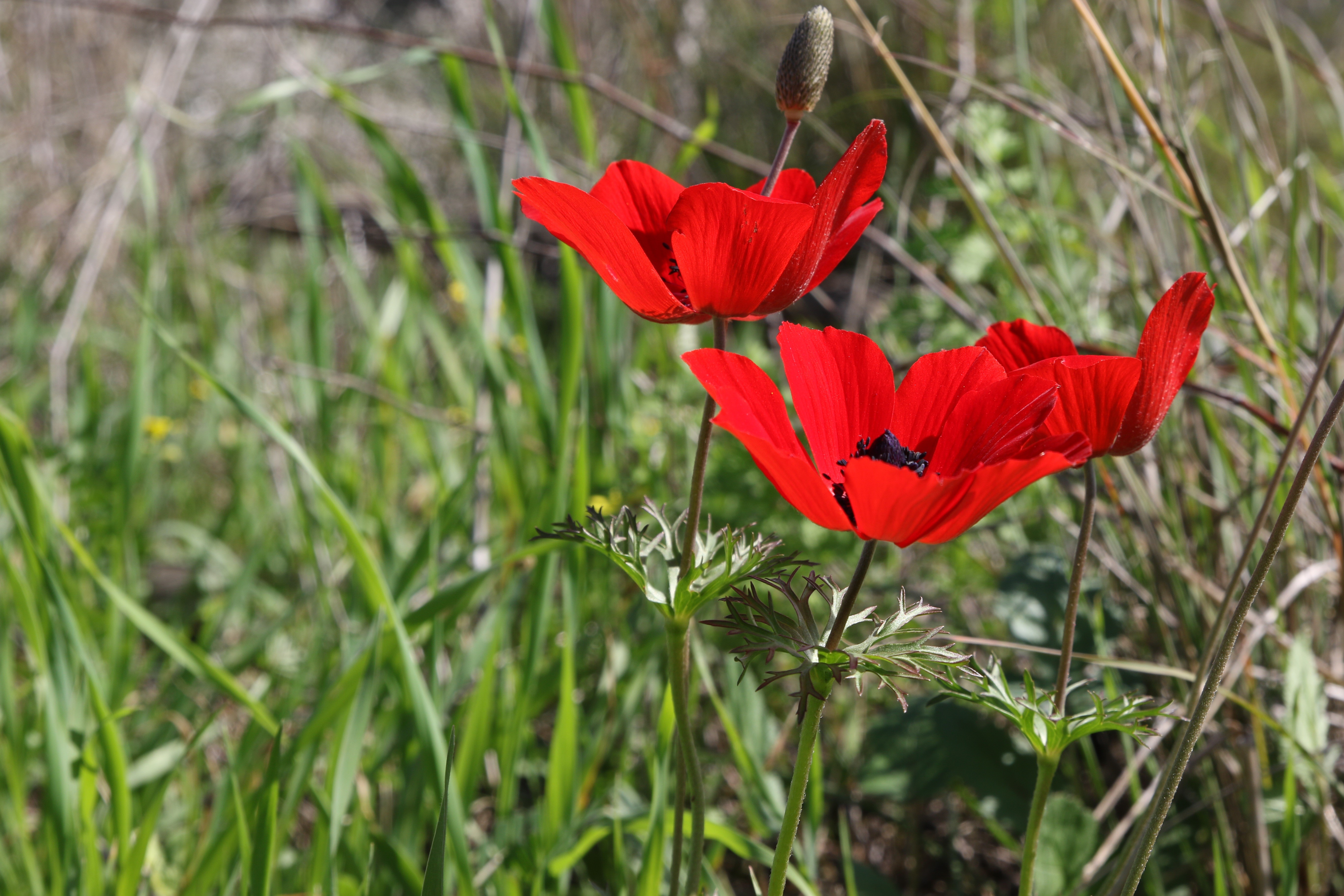 Red Anemones with Flower Bud in Grass HD Wallpaper