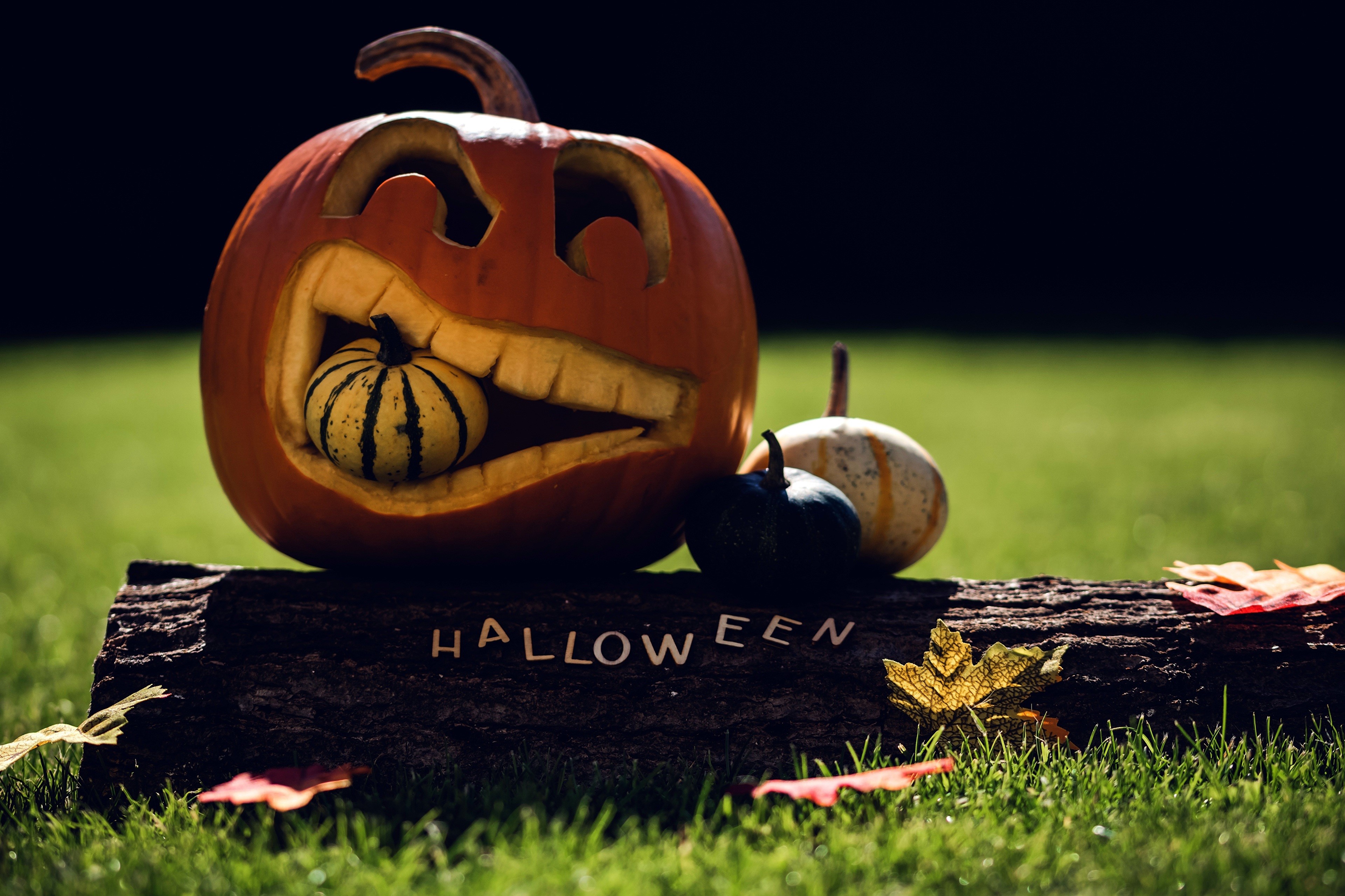 4K Halloween carved pumpkin with gourds on log HD Wallpaper