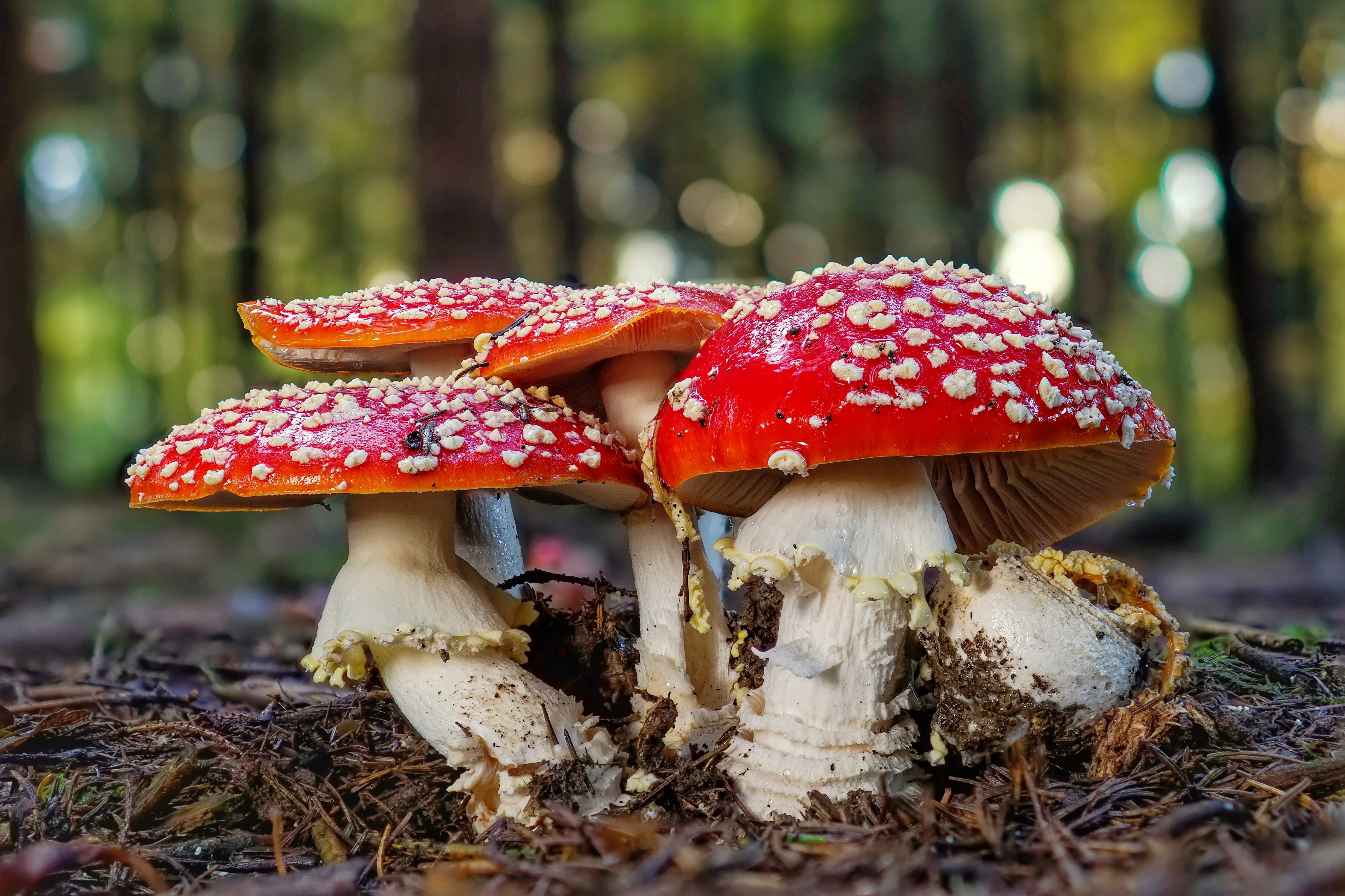 Amanita Mushrooms in Forest HD Wallpaper