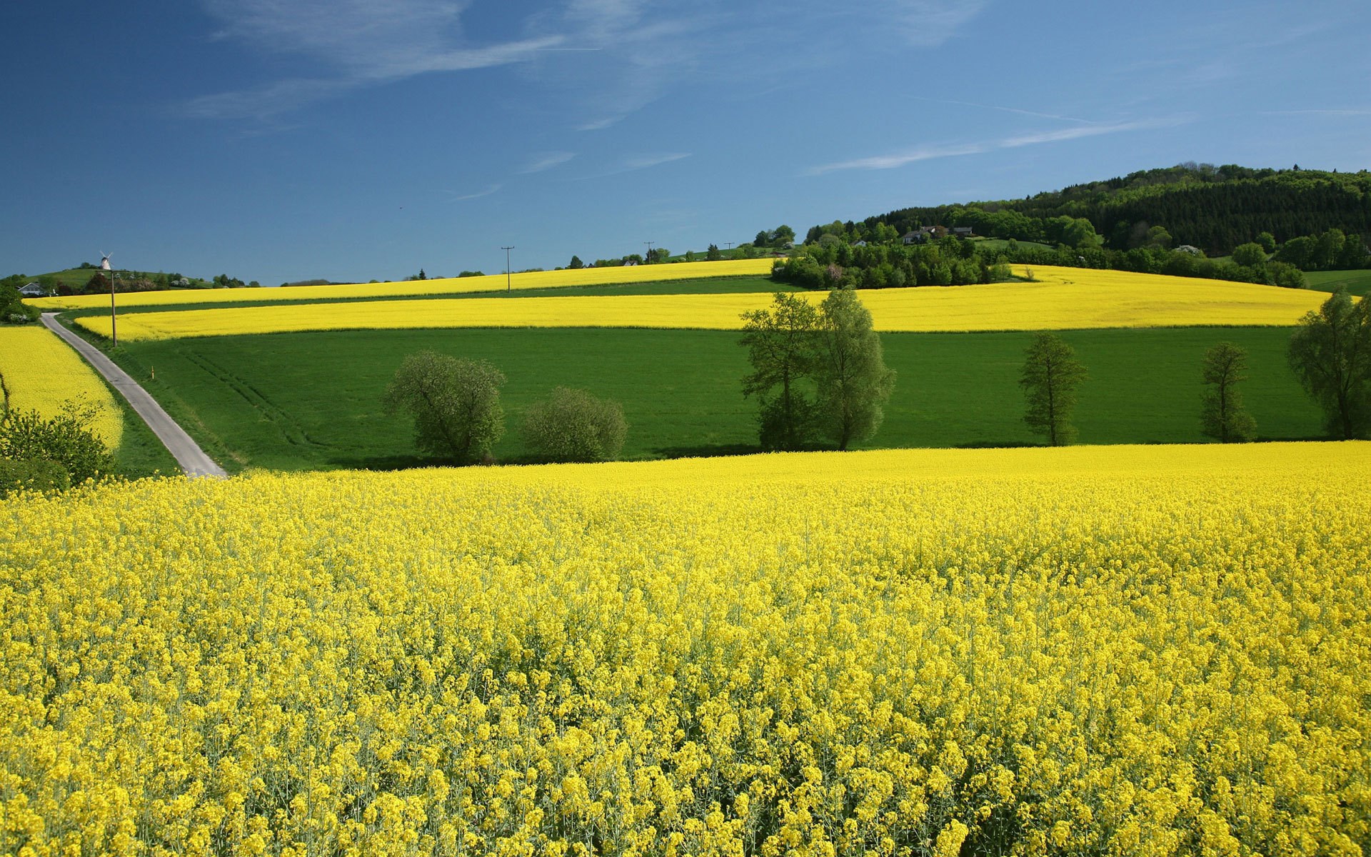 Yellow rapeseed fields and green pastures under a blue sky HD Wallpaper