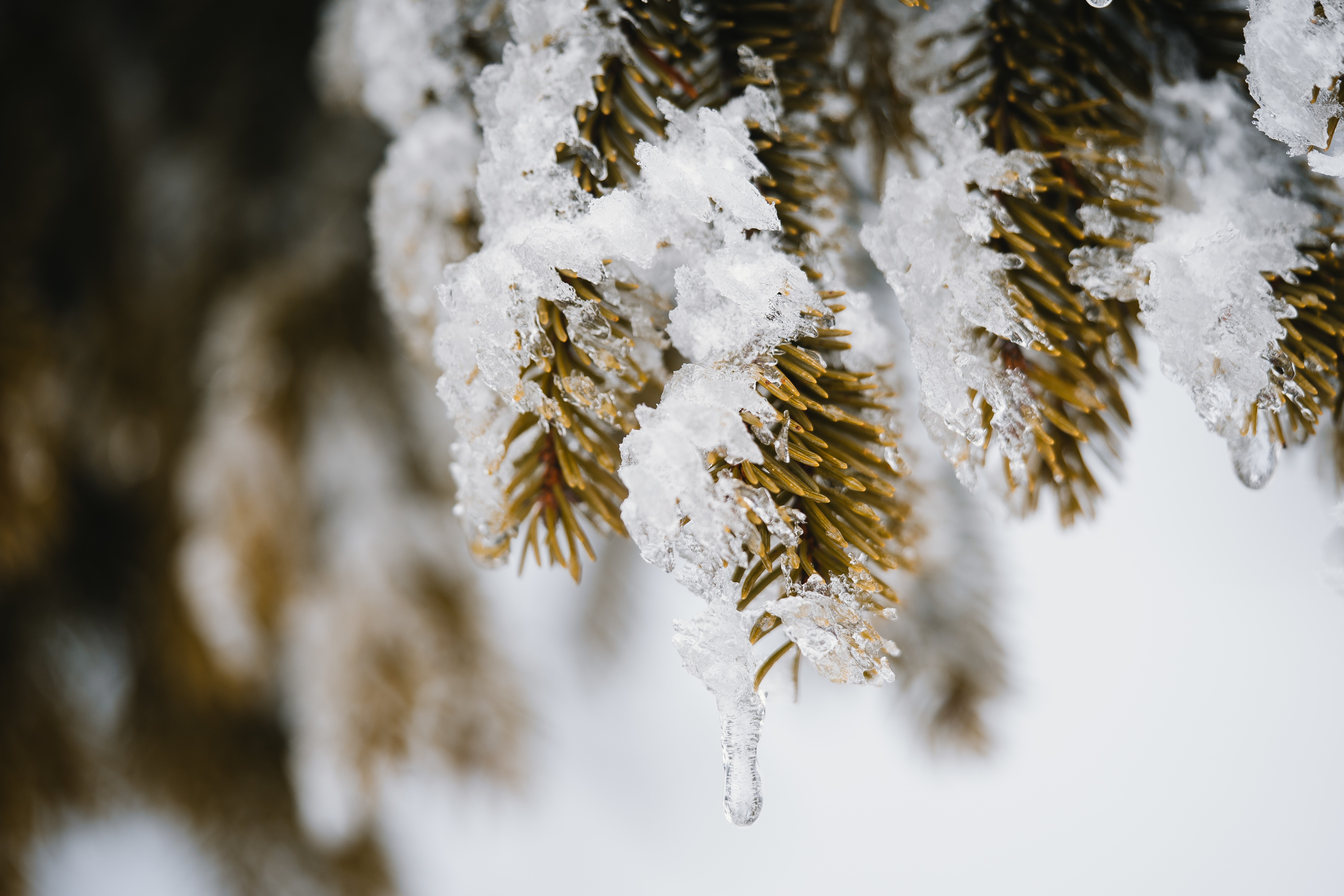 Close-up of snow-covered spruce branches with icicles HD Wallpaper