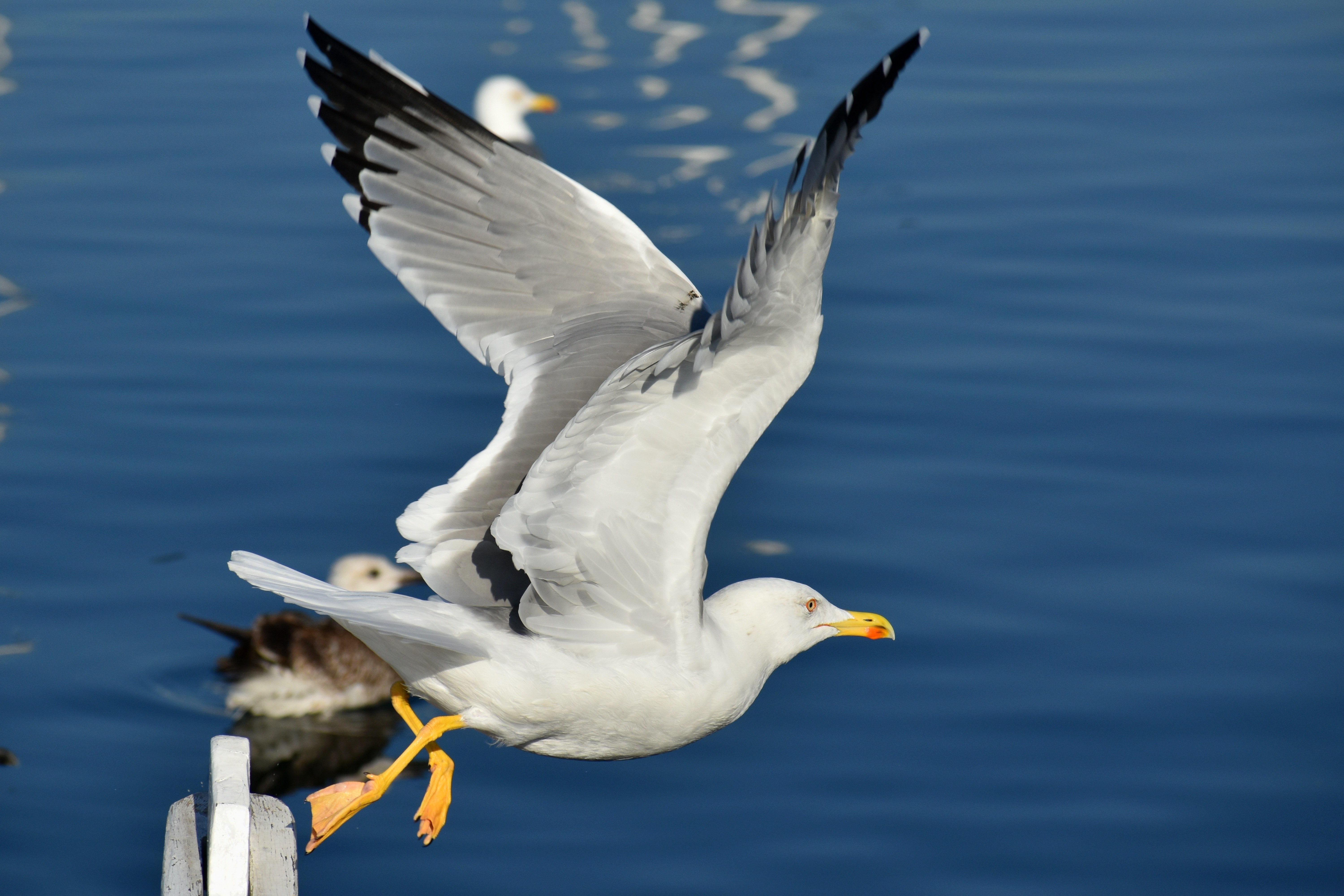 Seagull in flight over blue water HD Wallpaper
