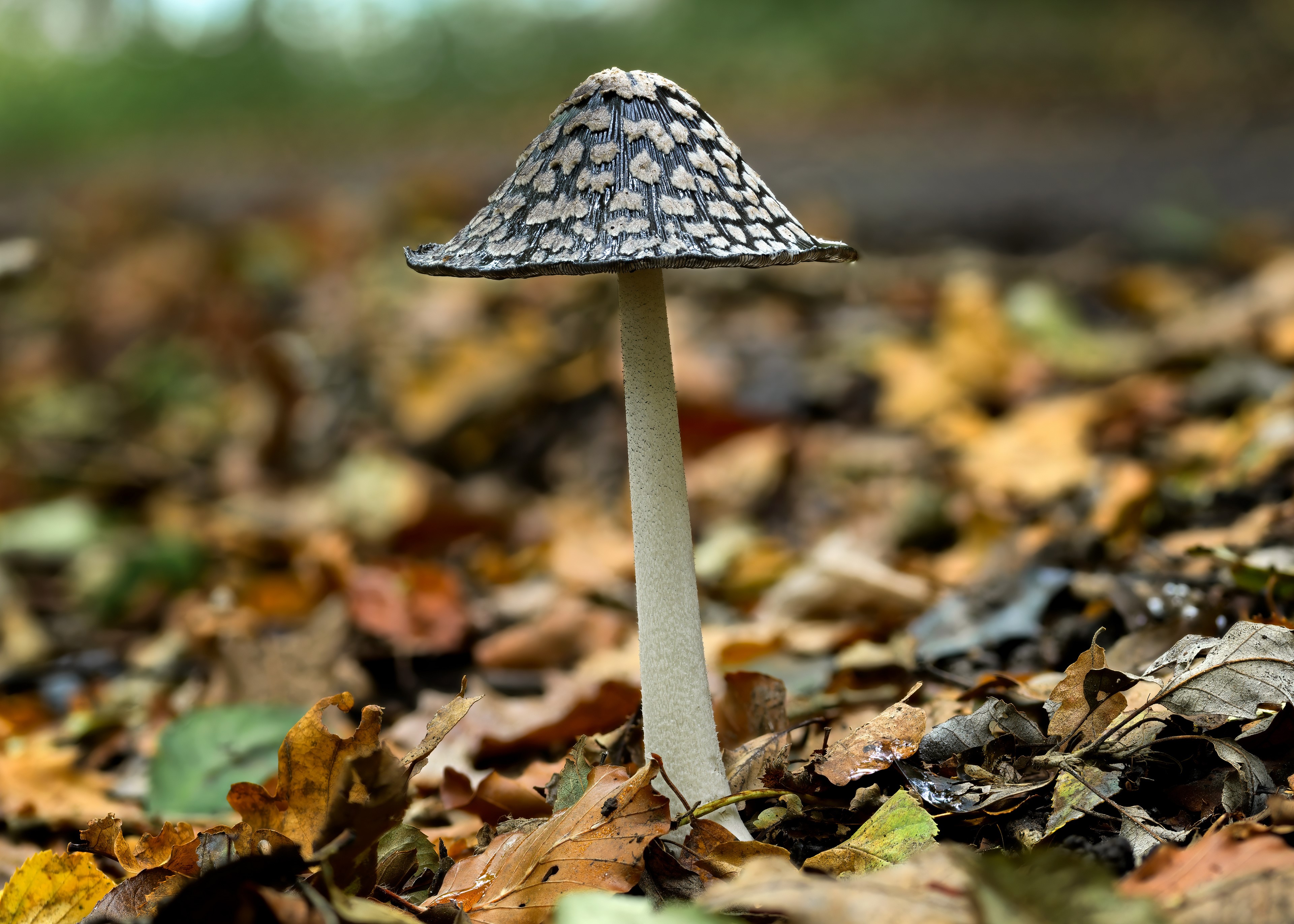 Magpie Inkcap Mushroom in Autumn Foliage HD Wallpaper