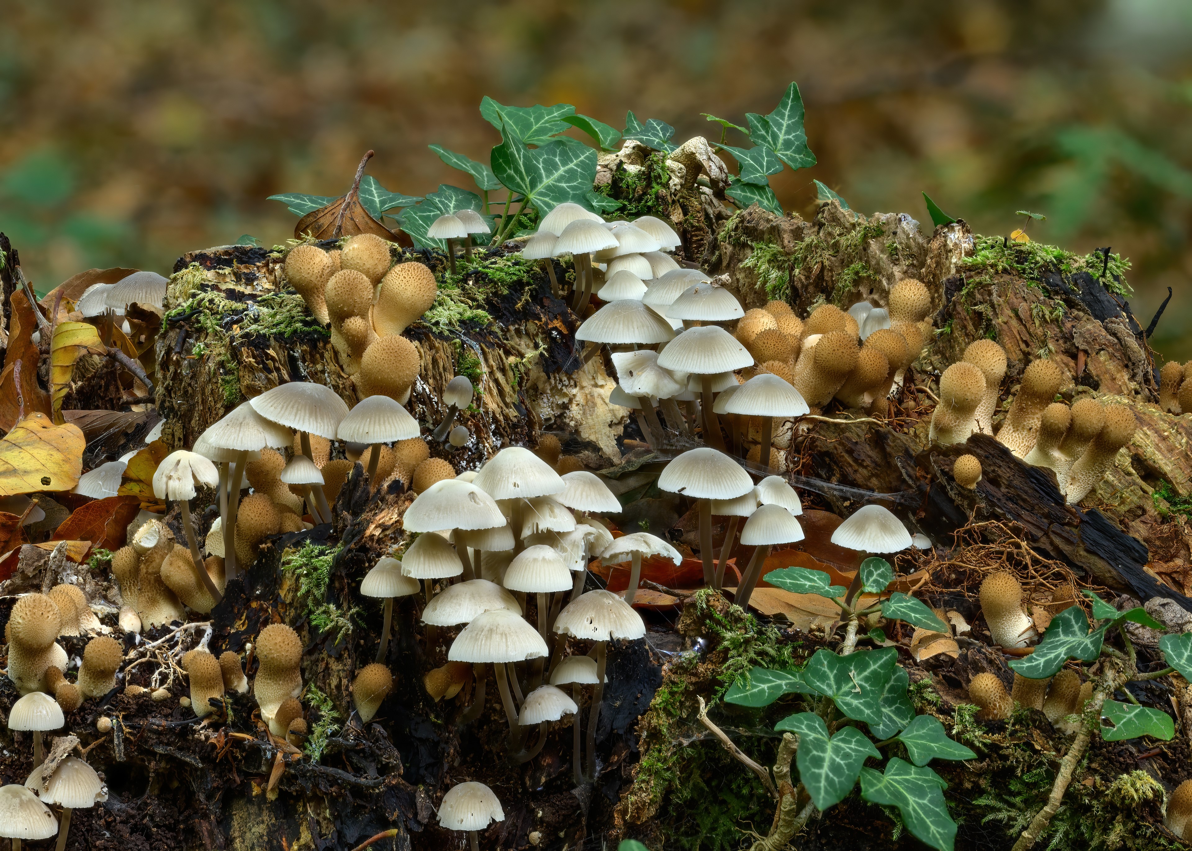 4K Mushrooms on Tree Stump with Ivy HD Wallpaper