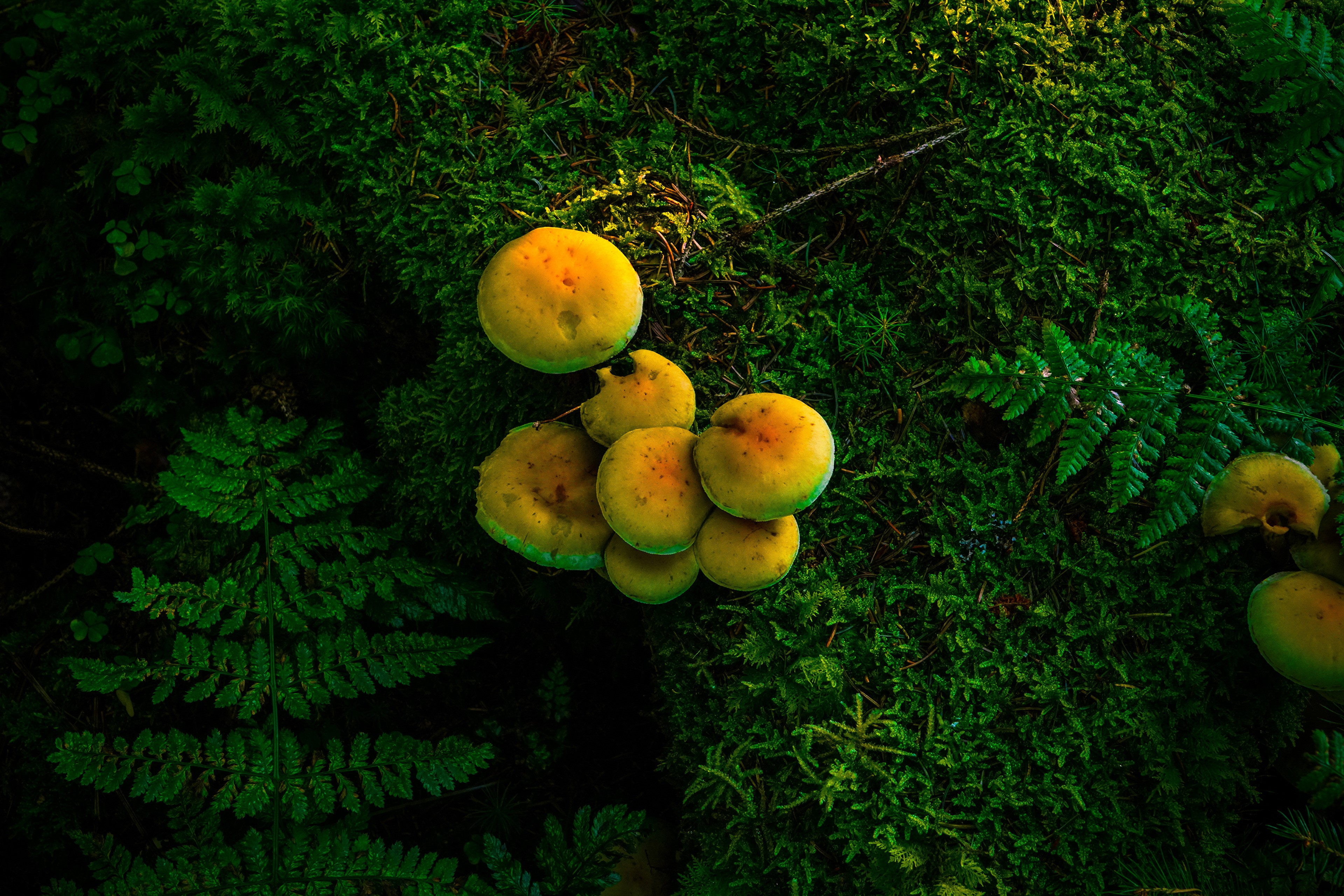 Mushrooms and moss in a forest HD Wallpaper