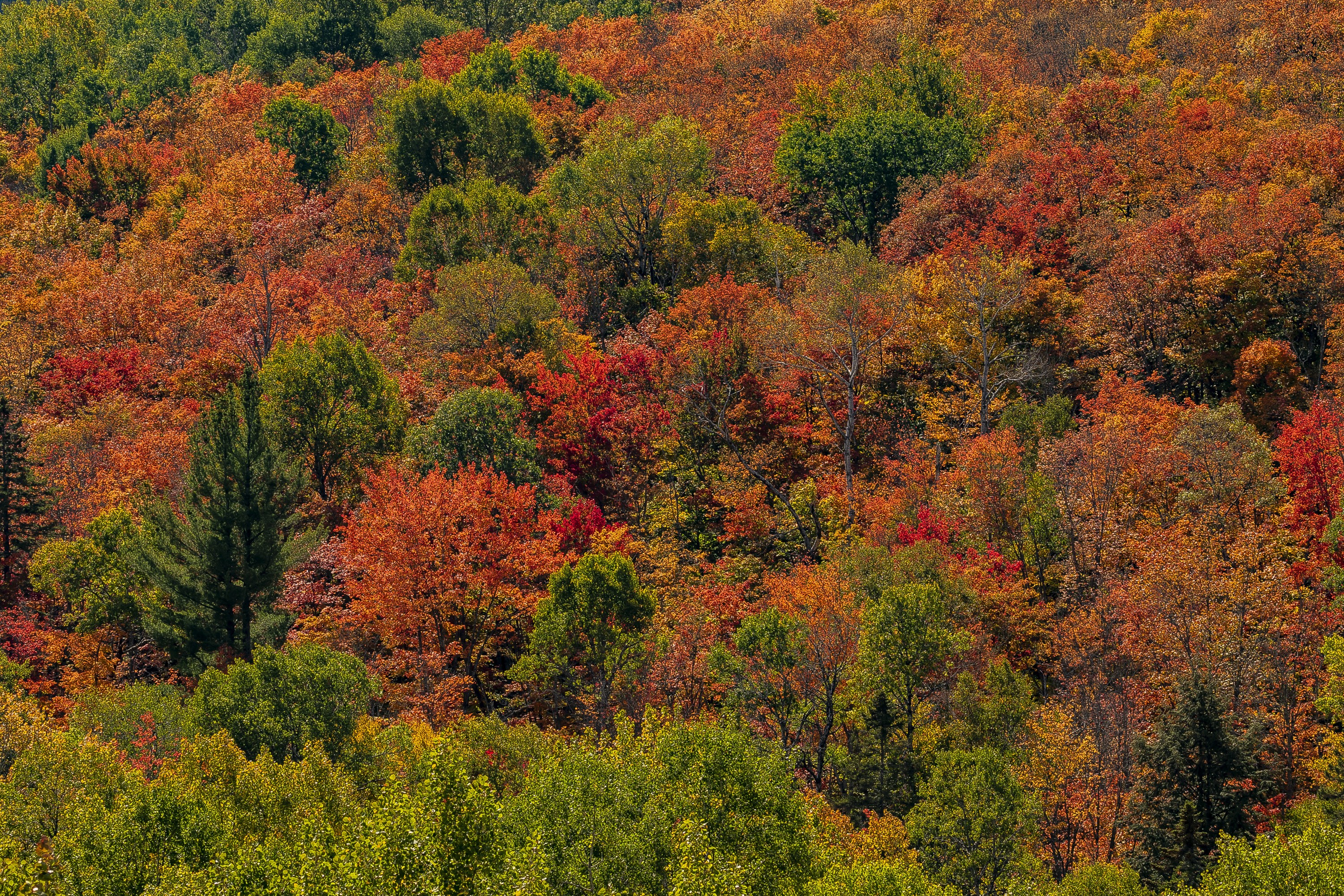 Autumn forest in Algonquin Park, Ontario, Canada HD Wallpaper