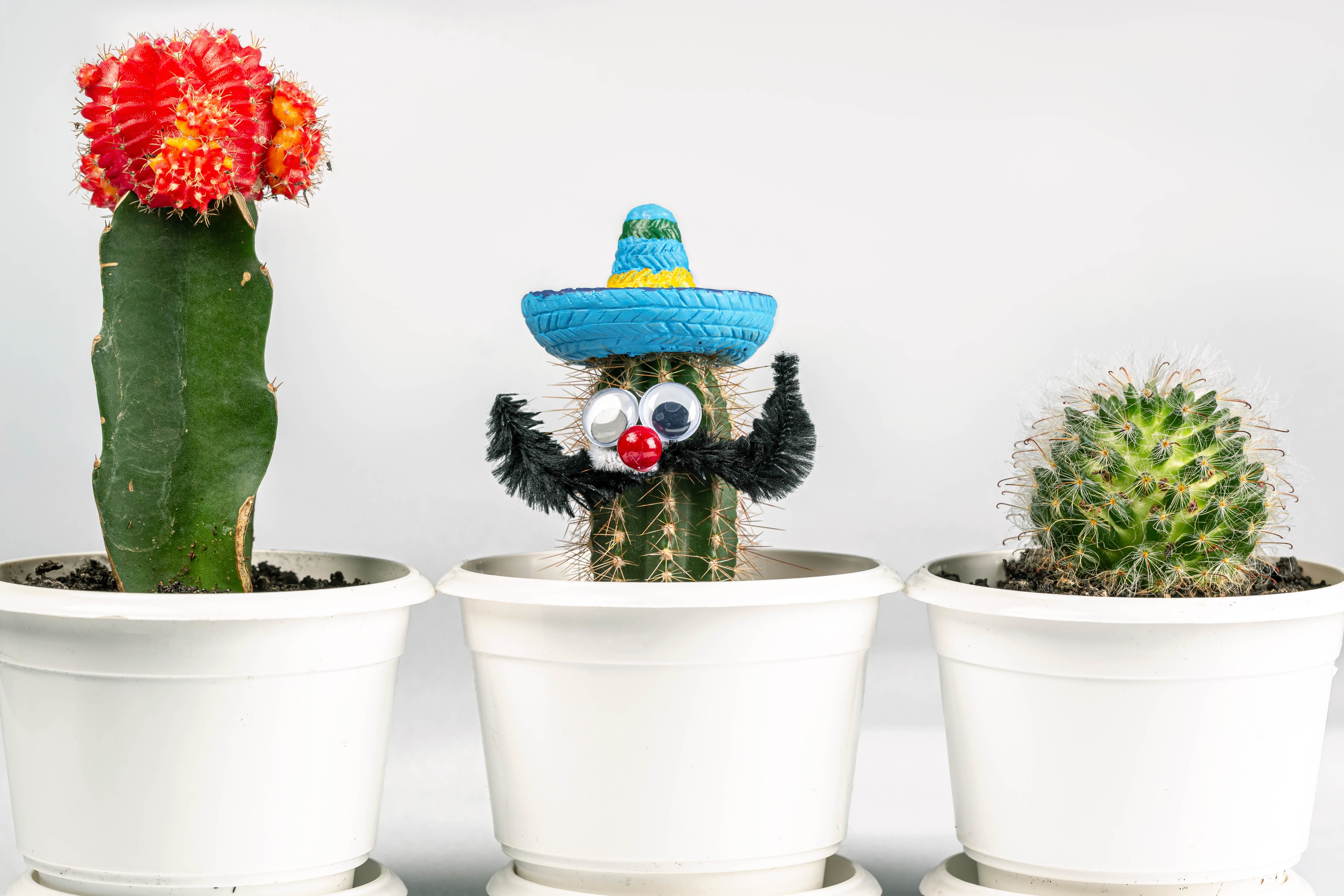 Three Cactuses in Flowerpots with White Background HD Wallpaper