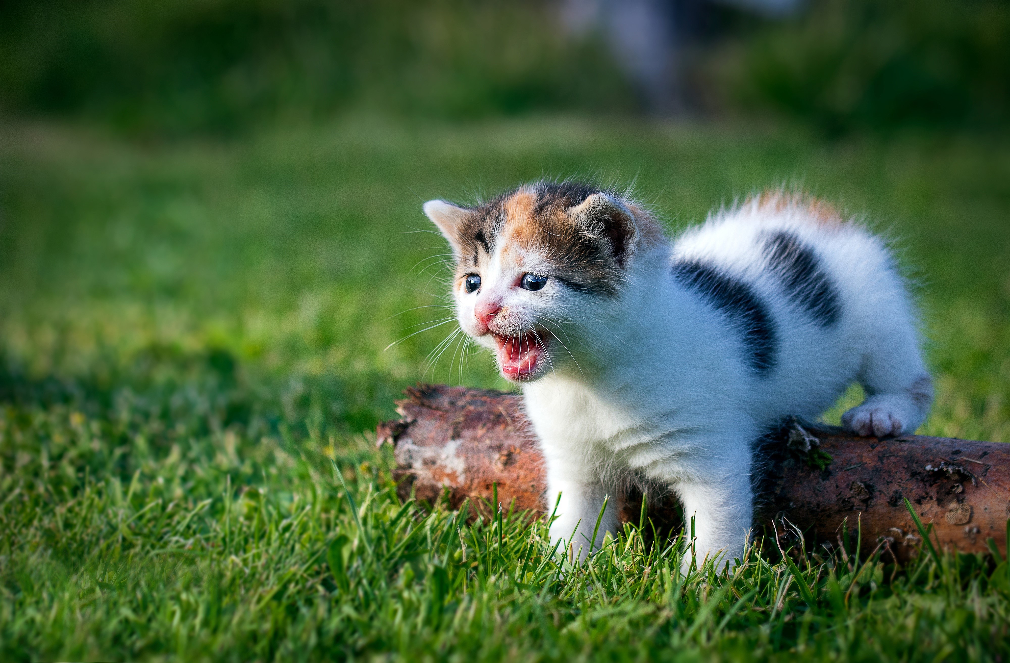 Kitten on a log in grass HD Wallpaper