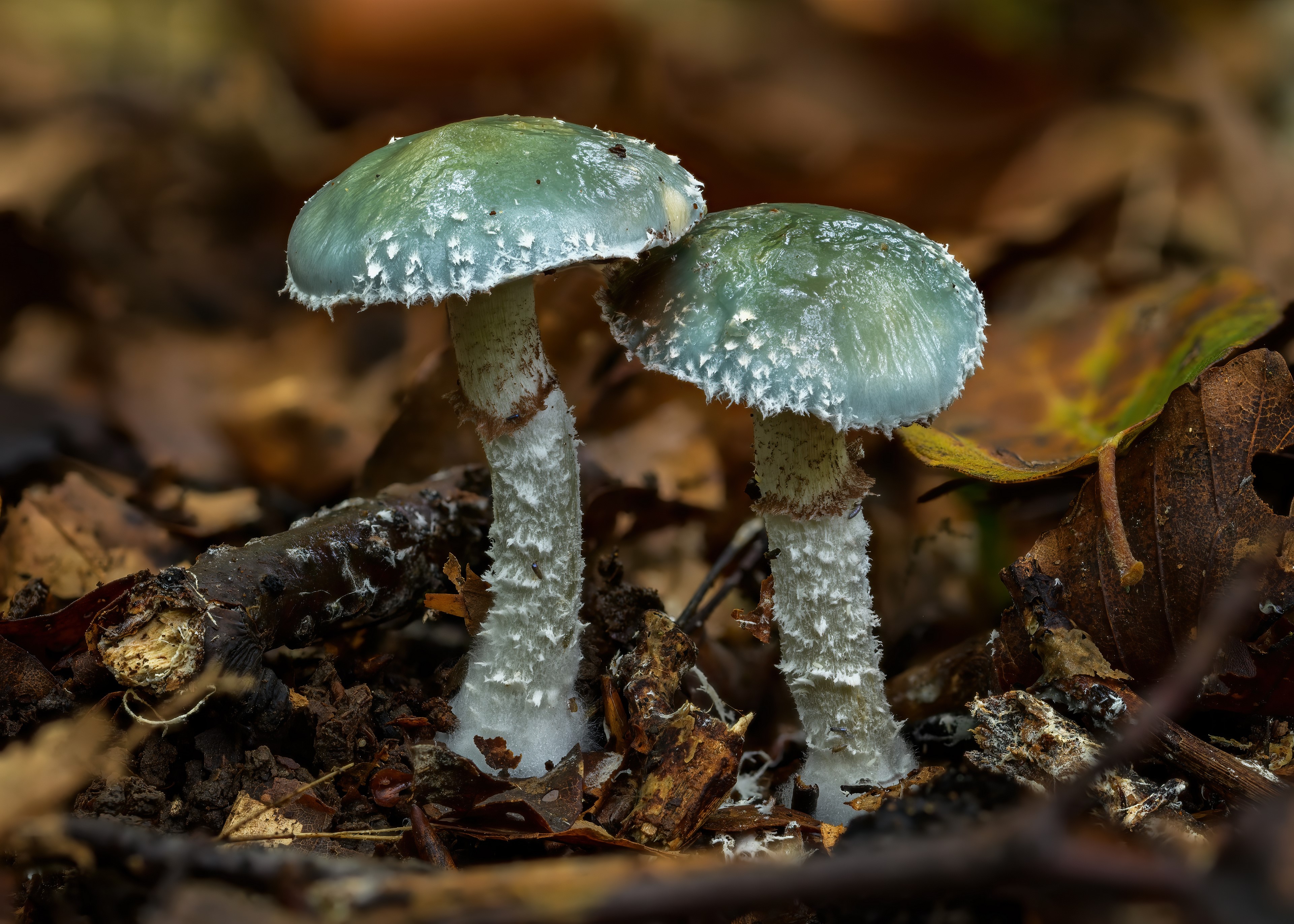 Two verdigris agaric mushrooms in forest floor HD Wallpaper
