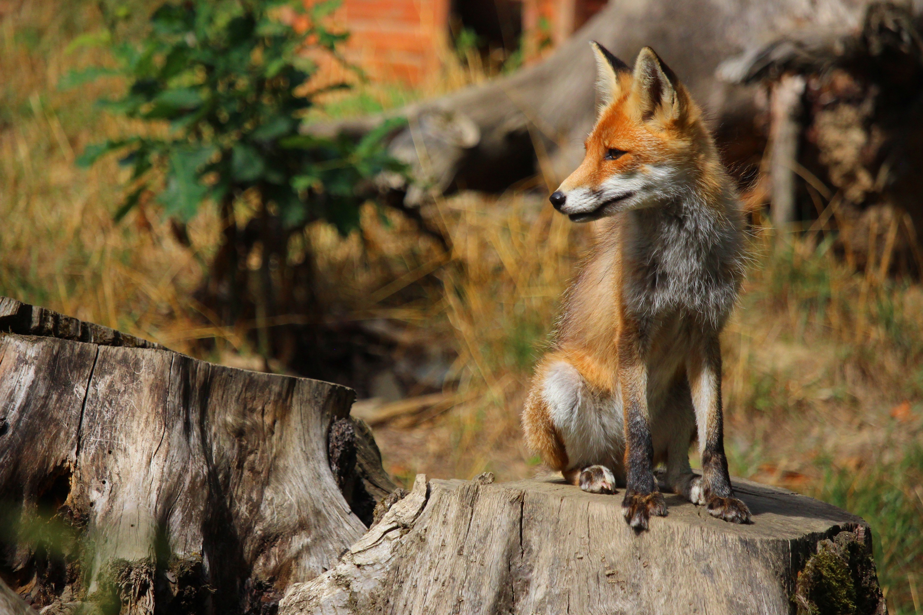 Red Fox Sitting on a Tree Stump HD Wallpaper
