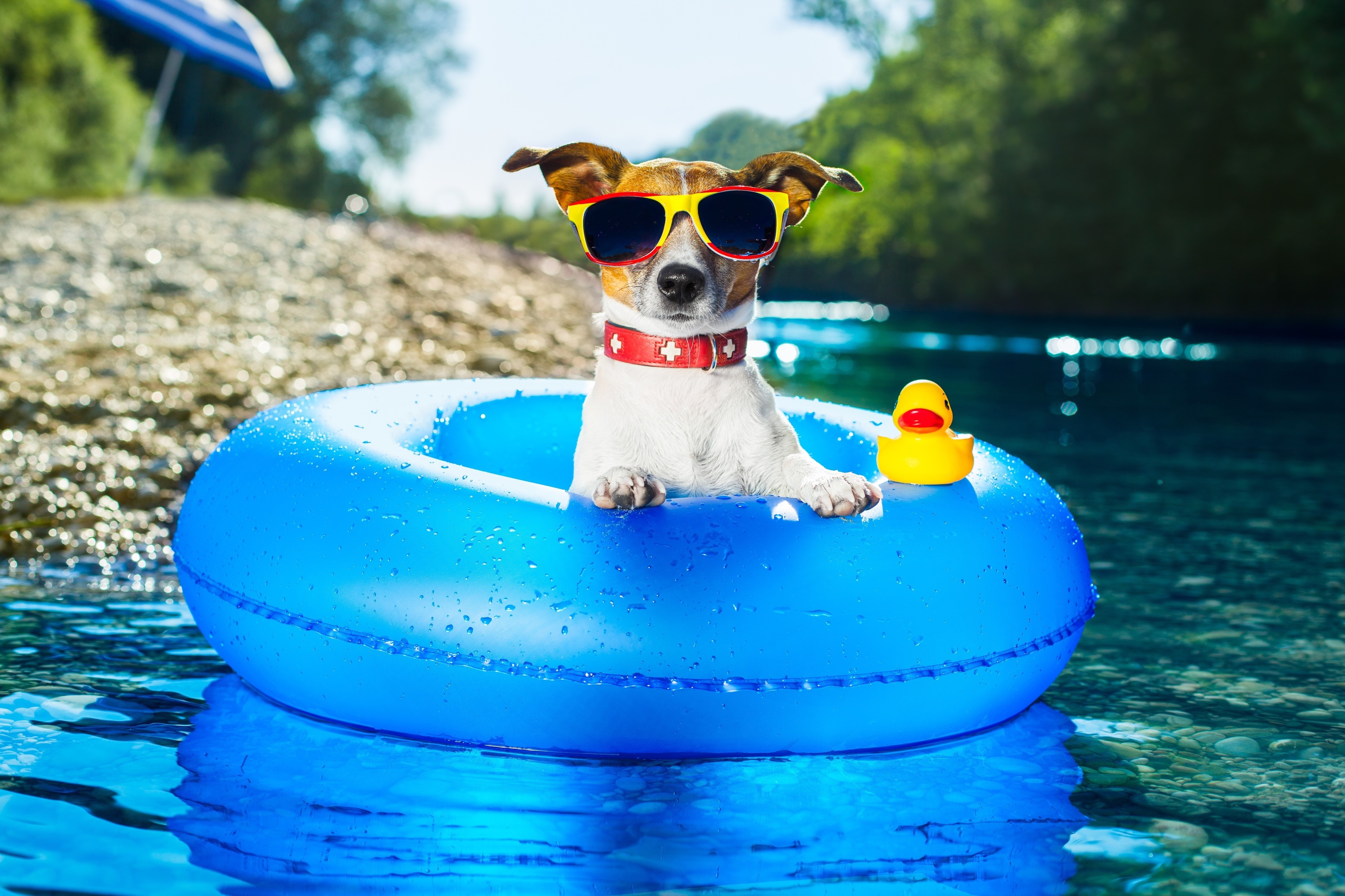 Jack Russell Terrier Dog Wearing Sunglasses in a Pool Float HD Wallpaper
