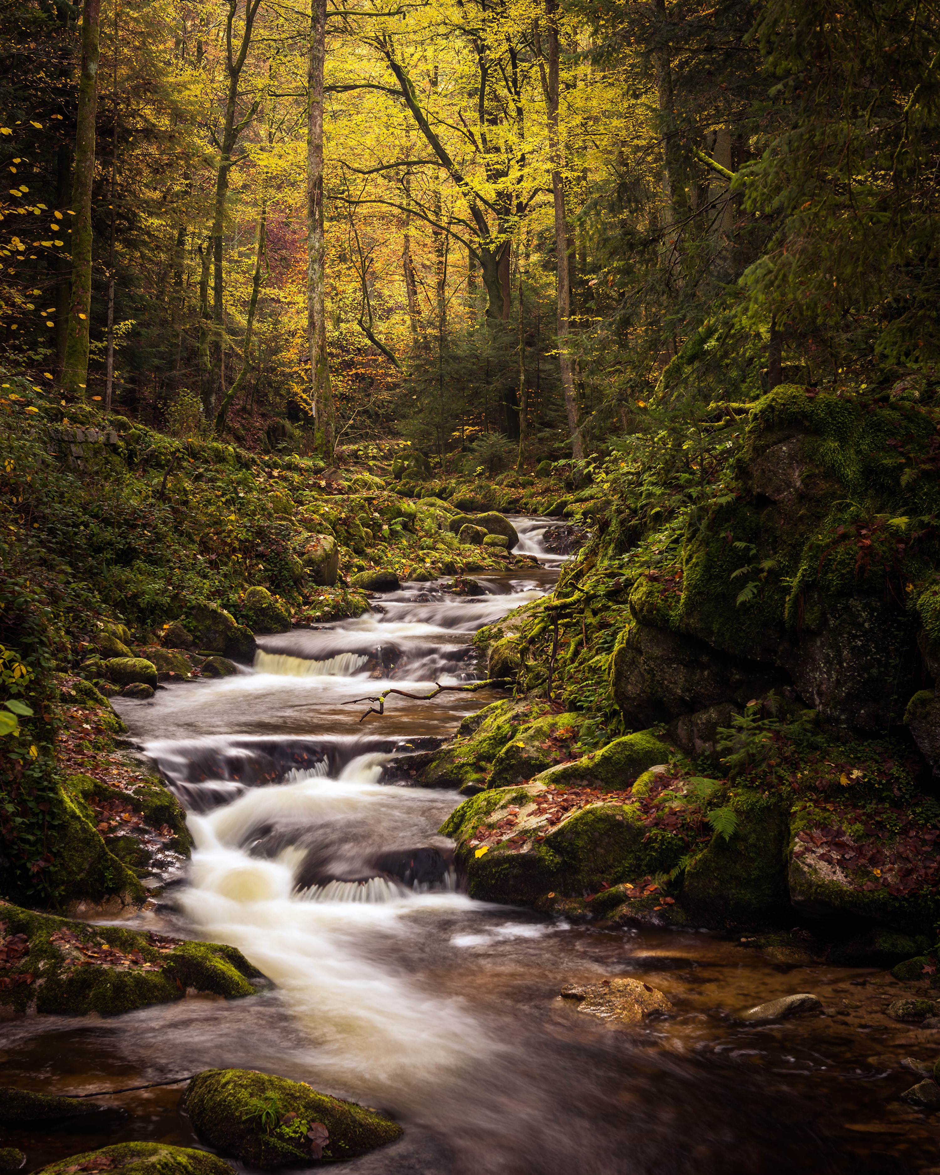 Stream flowing through a mossy forest in autumn HD Phone Wallpaper