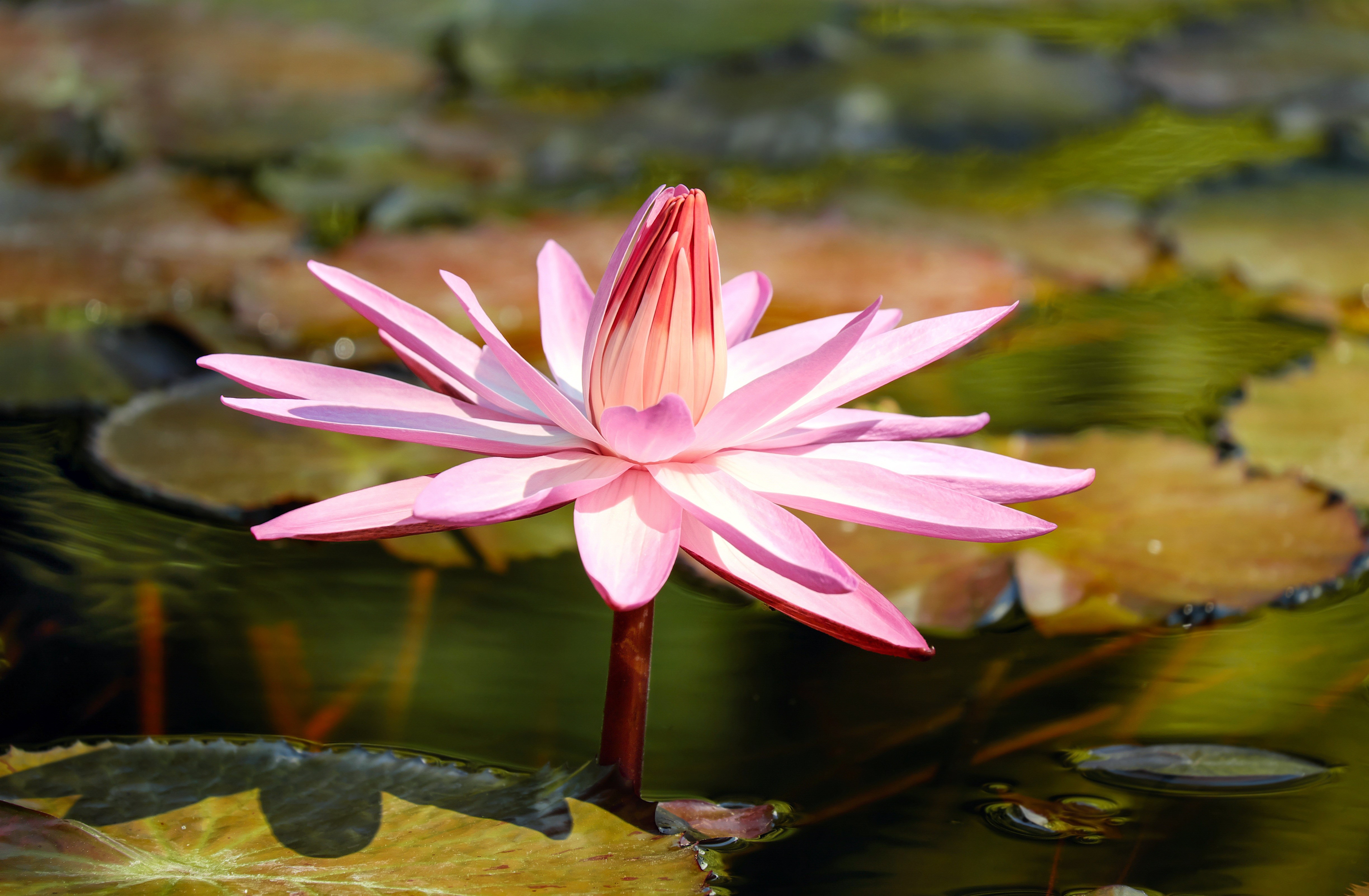 Pink Water Lily in Pond HD Wallpaper