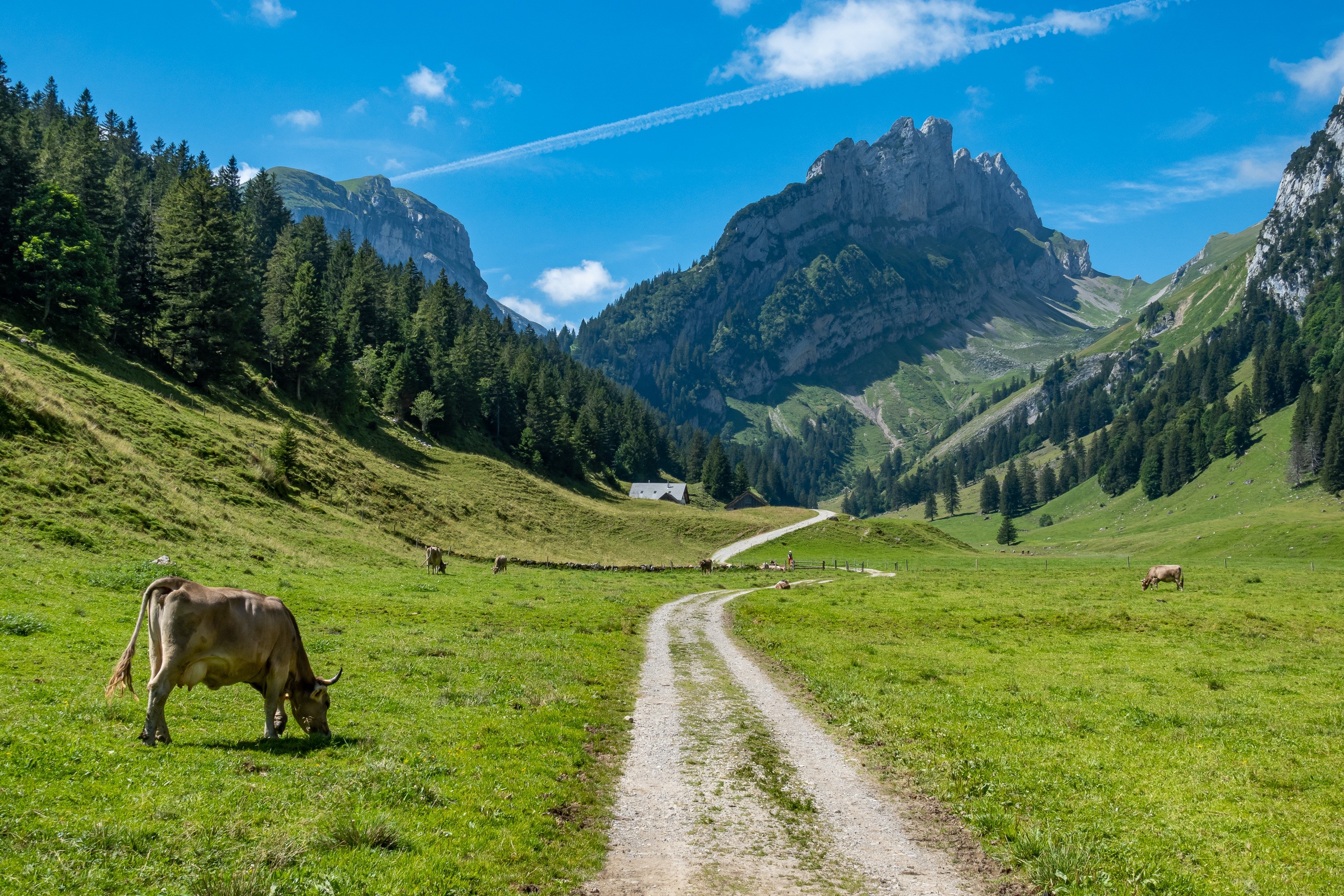 Cow grazing in a Swiss mountain valley with a dirt road HD Wallpaper