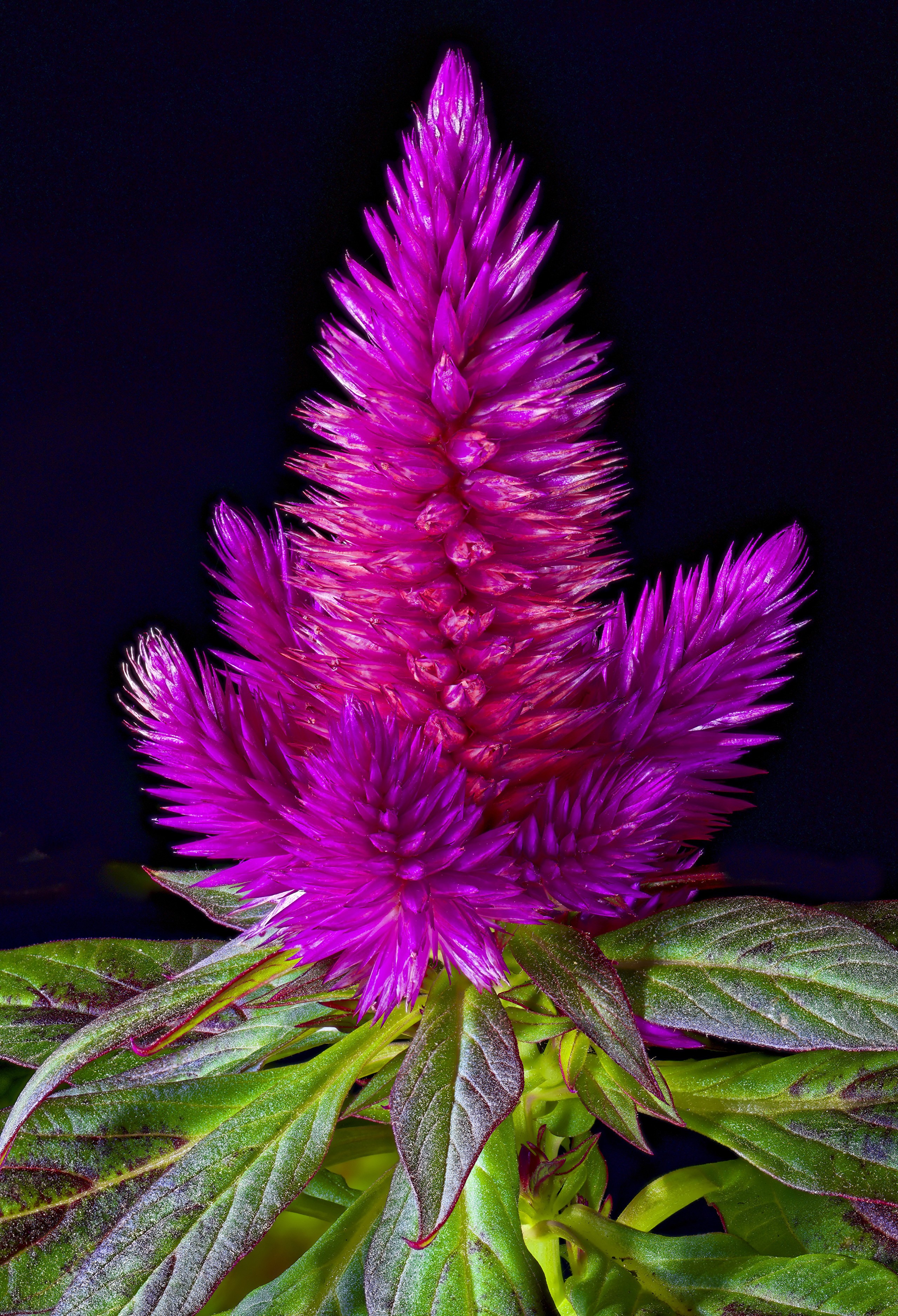 Close-up of a vibrant pink Celosia argentea flower HD Phone Wallpaper