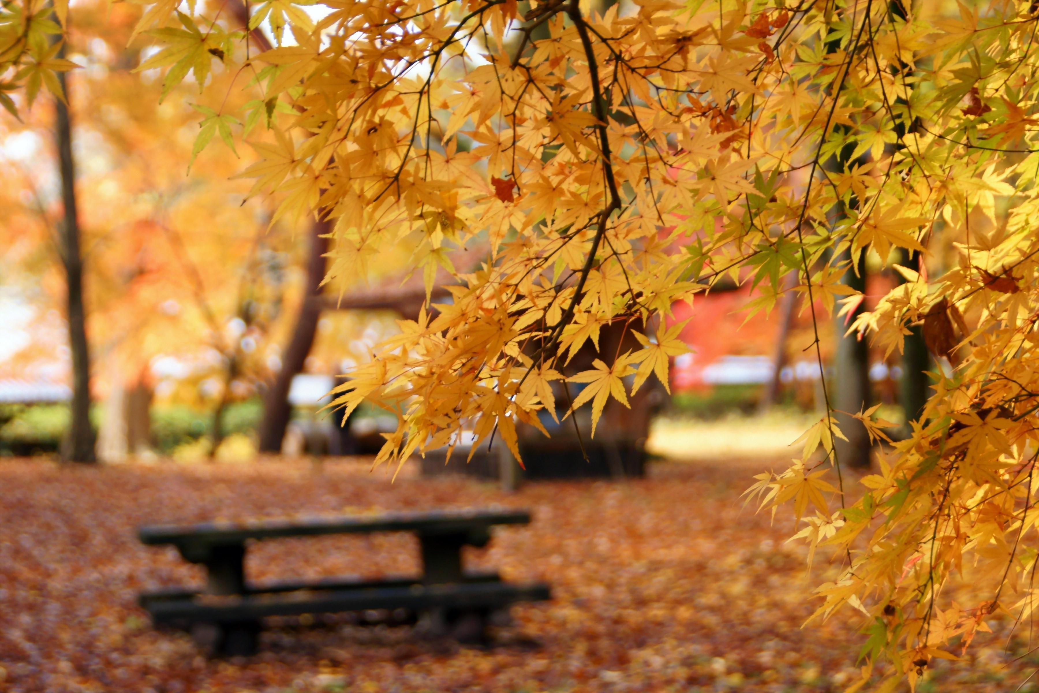 Autumn park with maple leaves and a bench HD Wallpaper