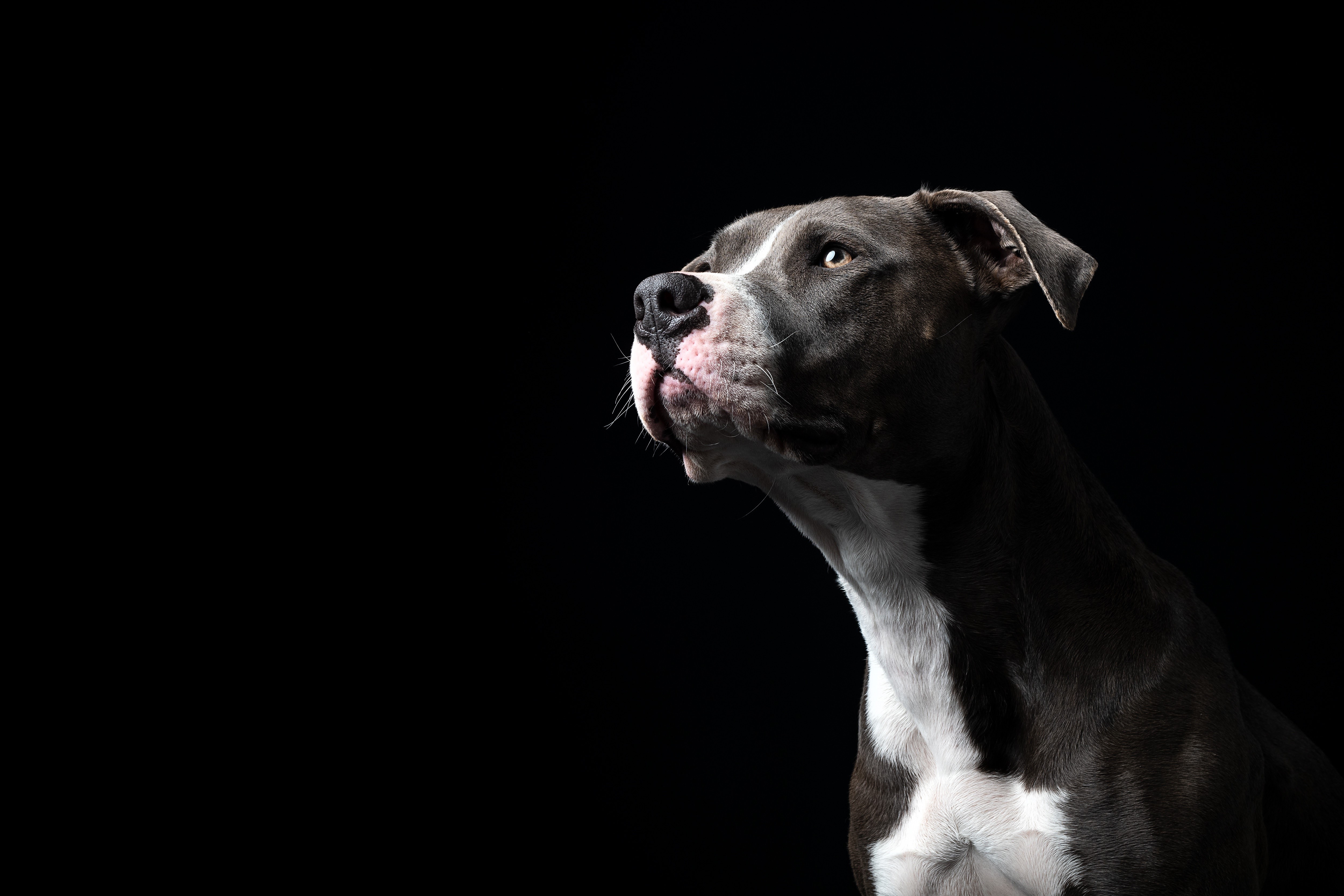American Staffordshire Terrier looking up on black background HD Wallpaper