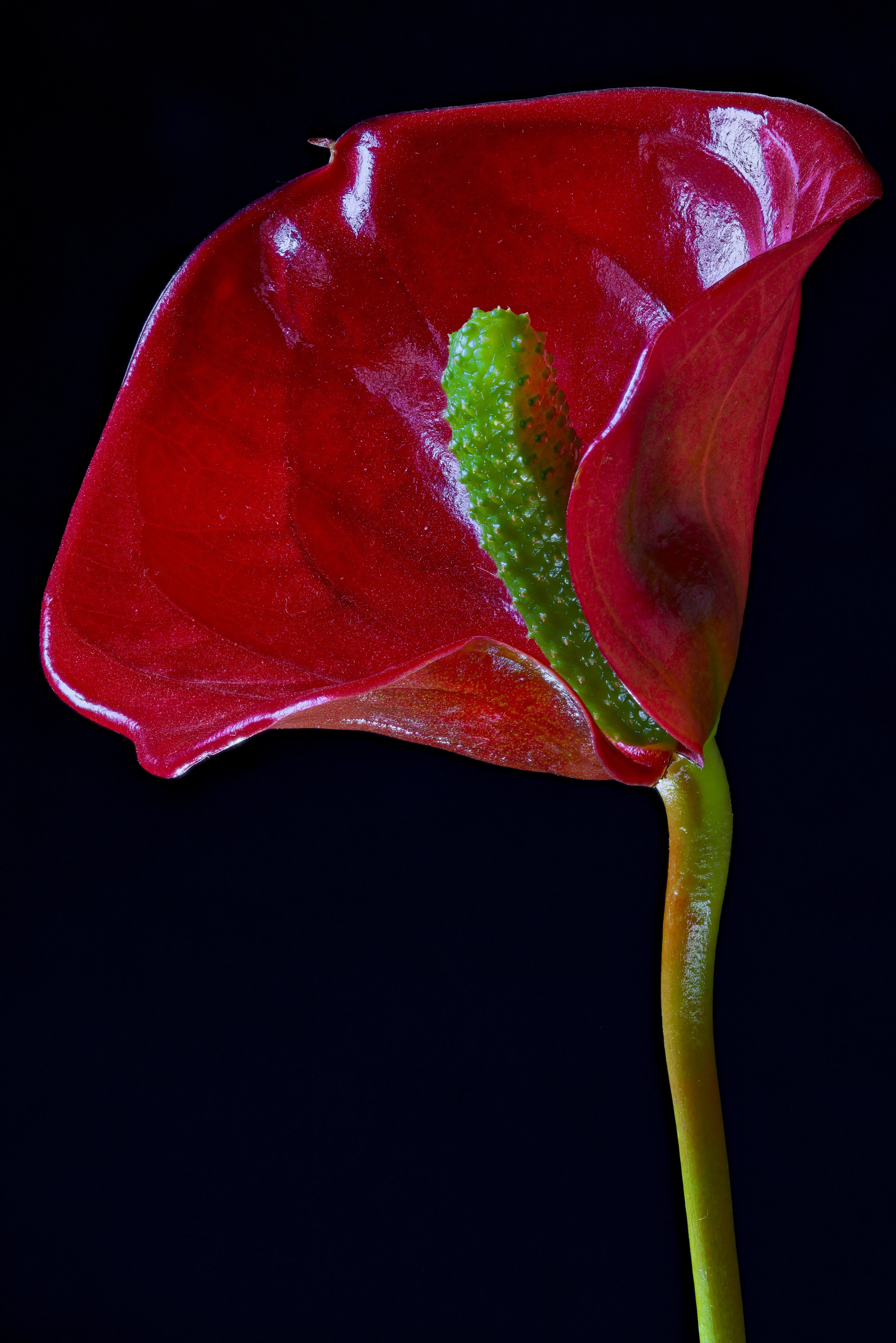 Red Anthurium flower with green spadix on black background HD Phone Wallpaper