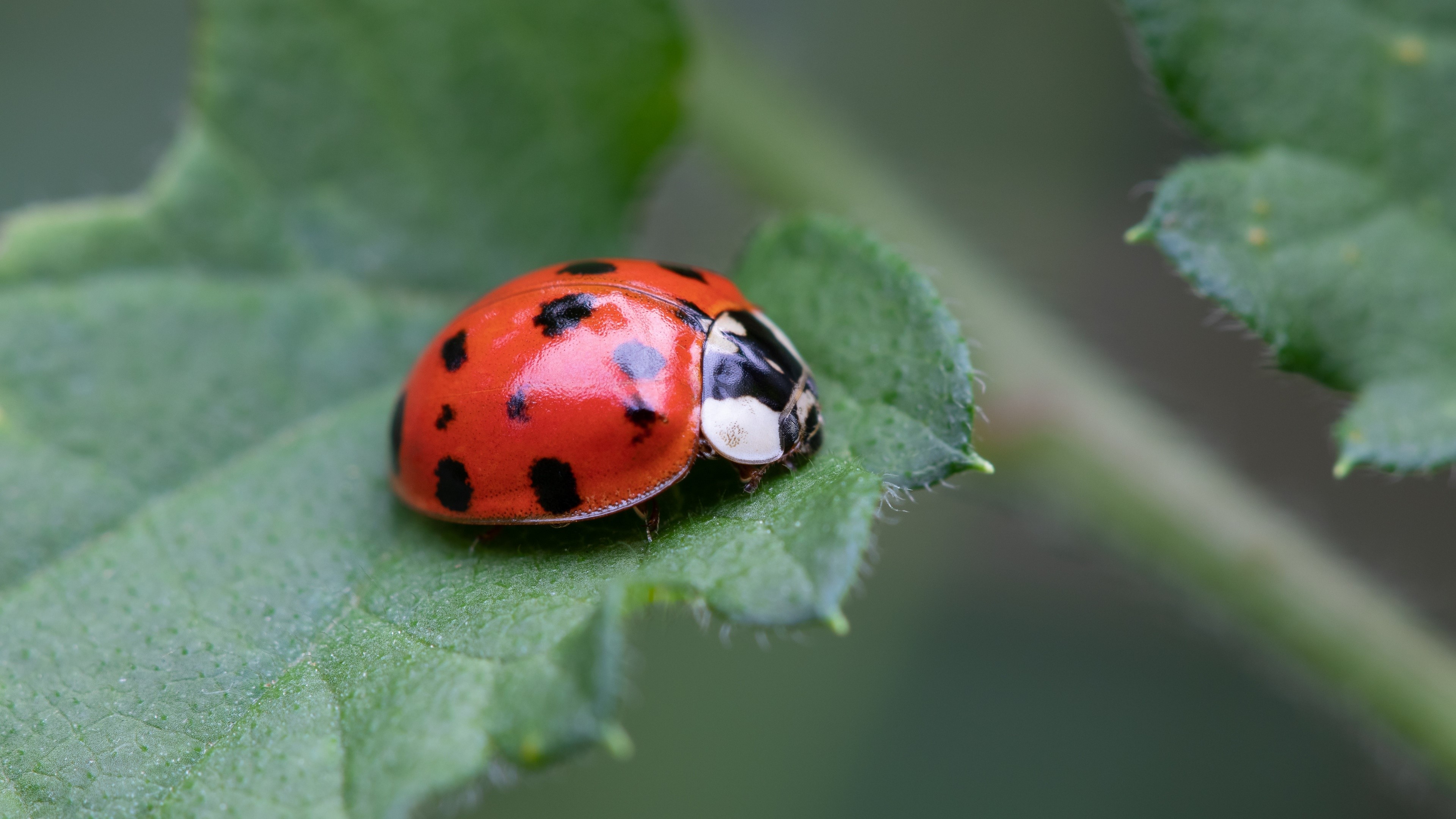 Ladybug on a green leaf HD Wallpaper