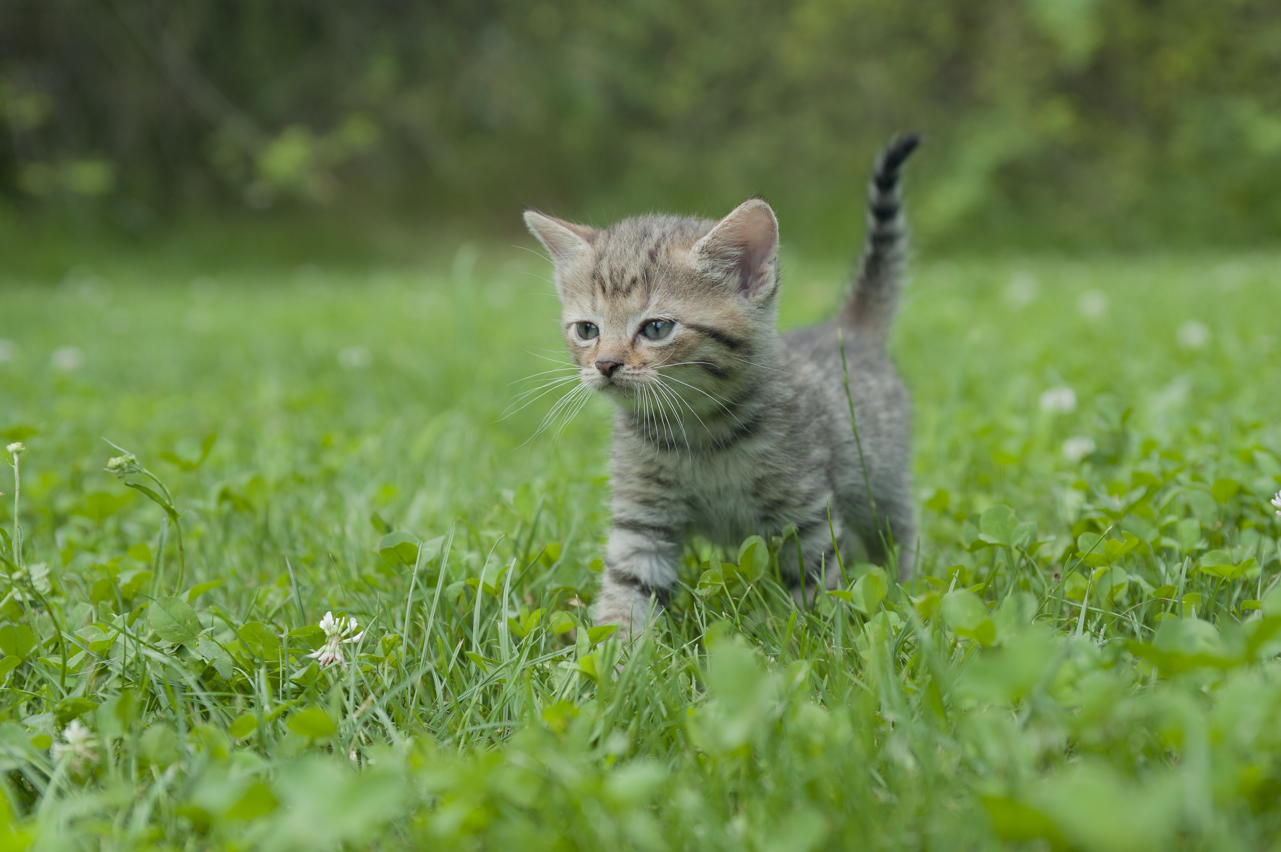 Kitten walking in grass HD Wallpaper