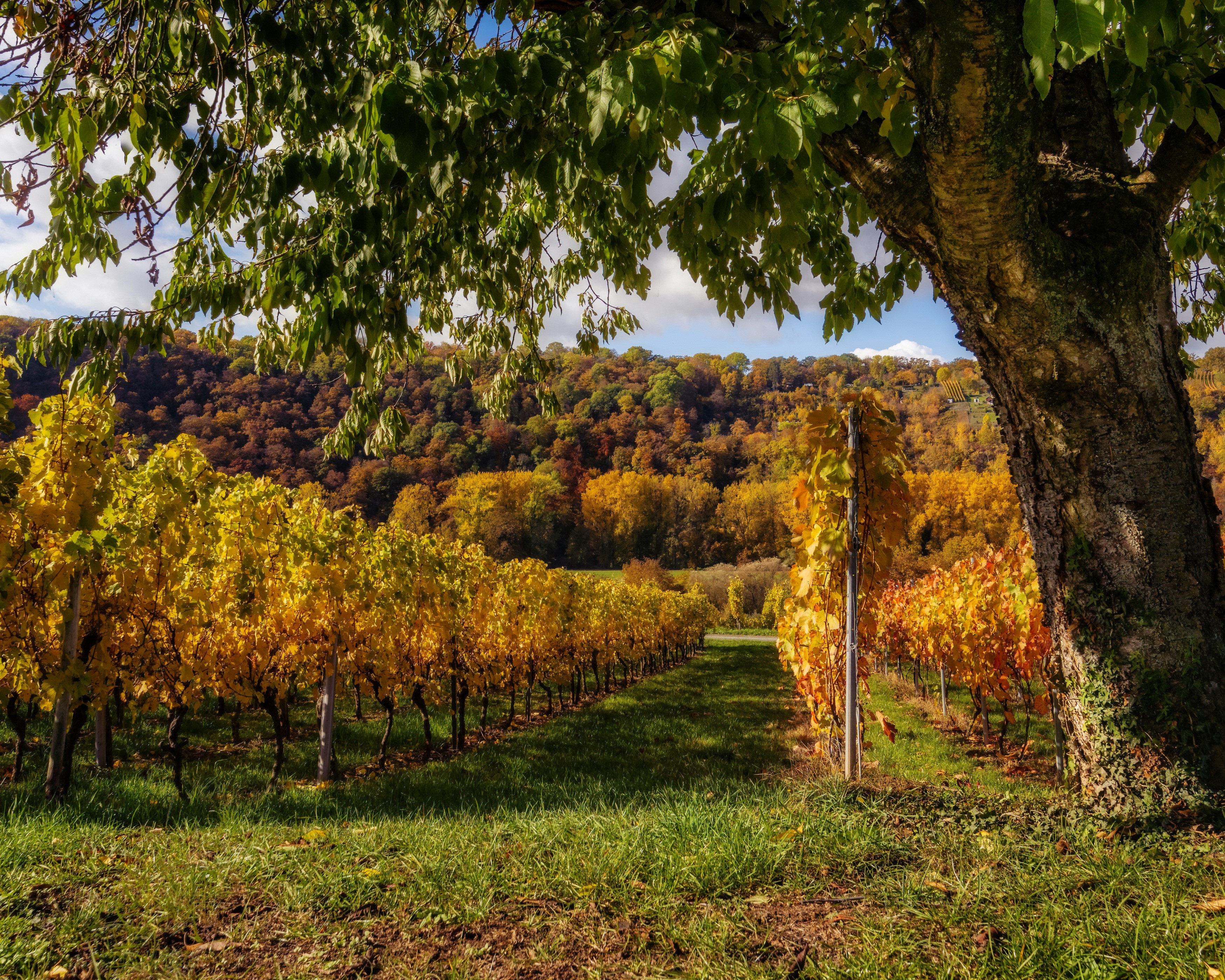 Vineyard in Baden-Wuerttemberg during Autumn HD Wallpaper