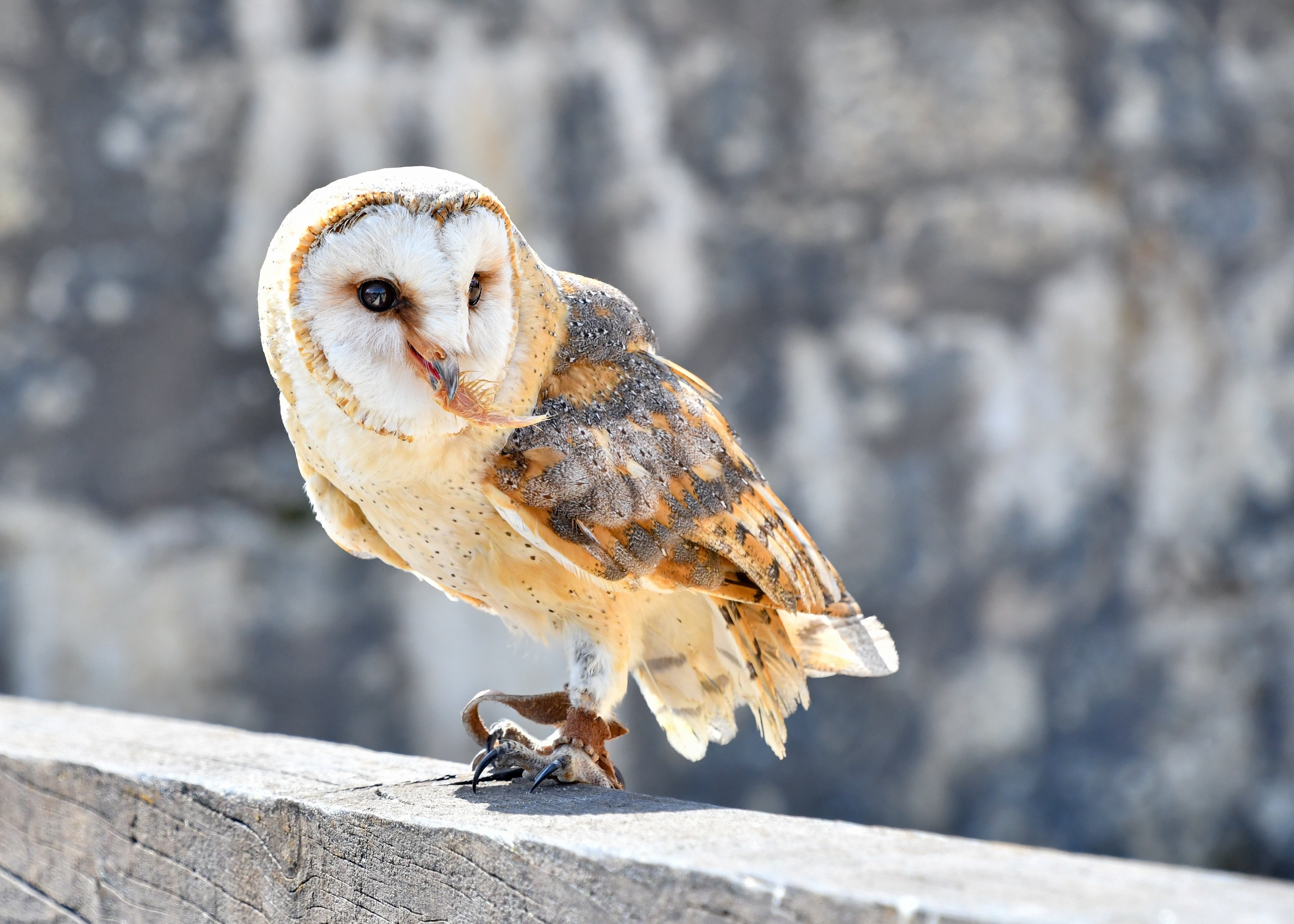 Common Barn Owl perched on a wooden beam HD Wallpaper
