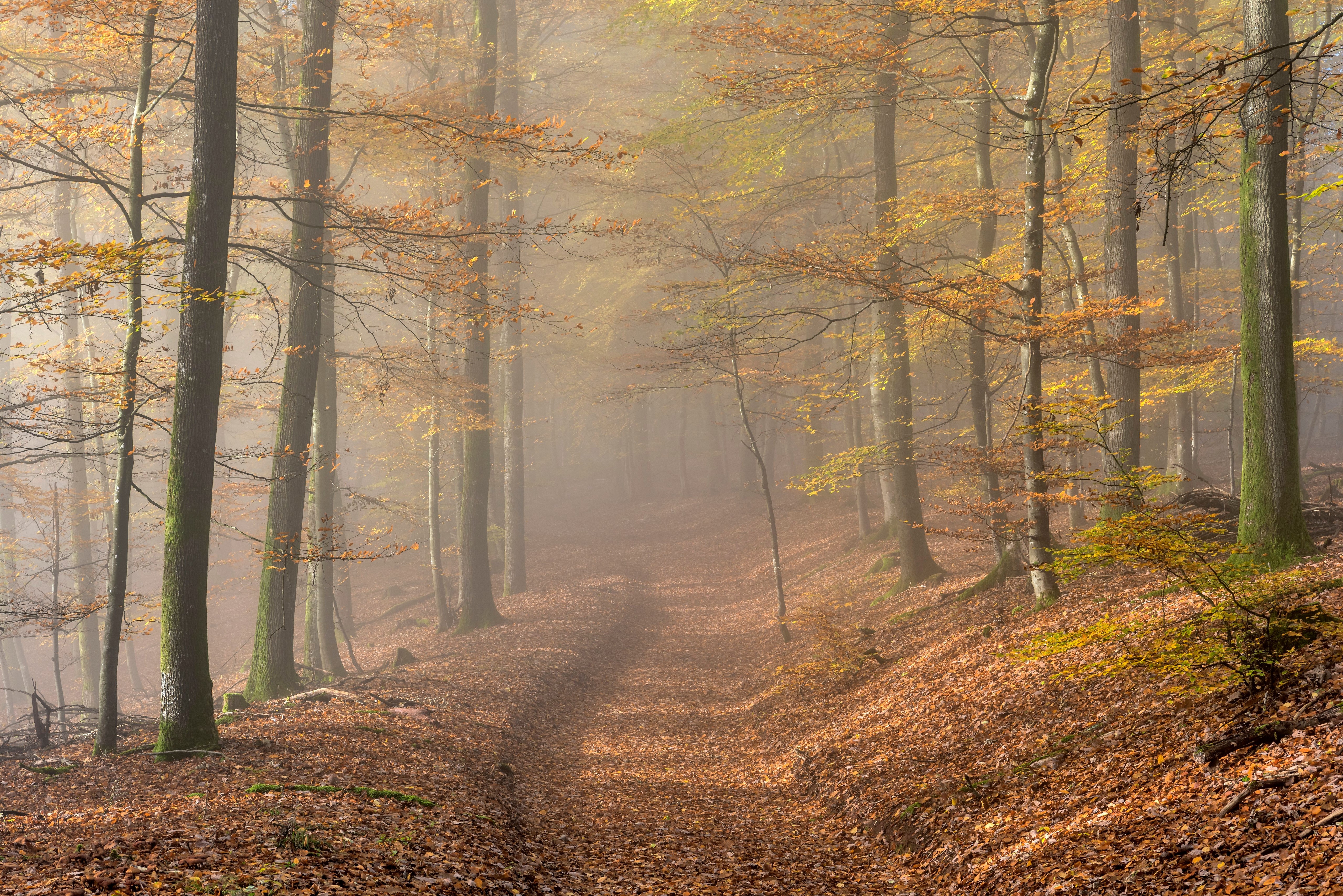 Autumn forest path in fog, Rheinland-Pfalz, Germany HD Wallpaper