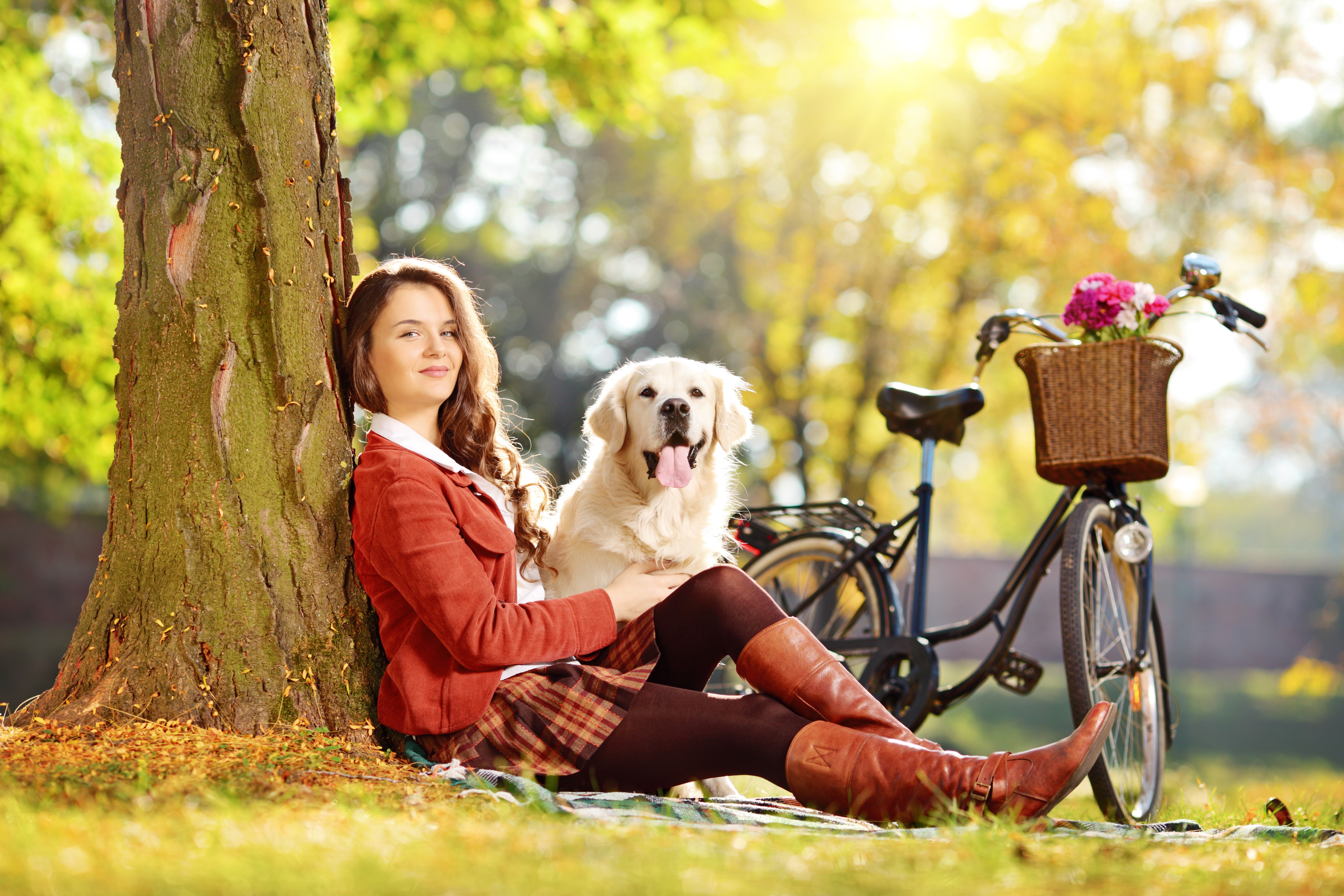 Golden Retriever with Bicycle in Sunlit Park 4K HD Wallpaper