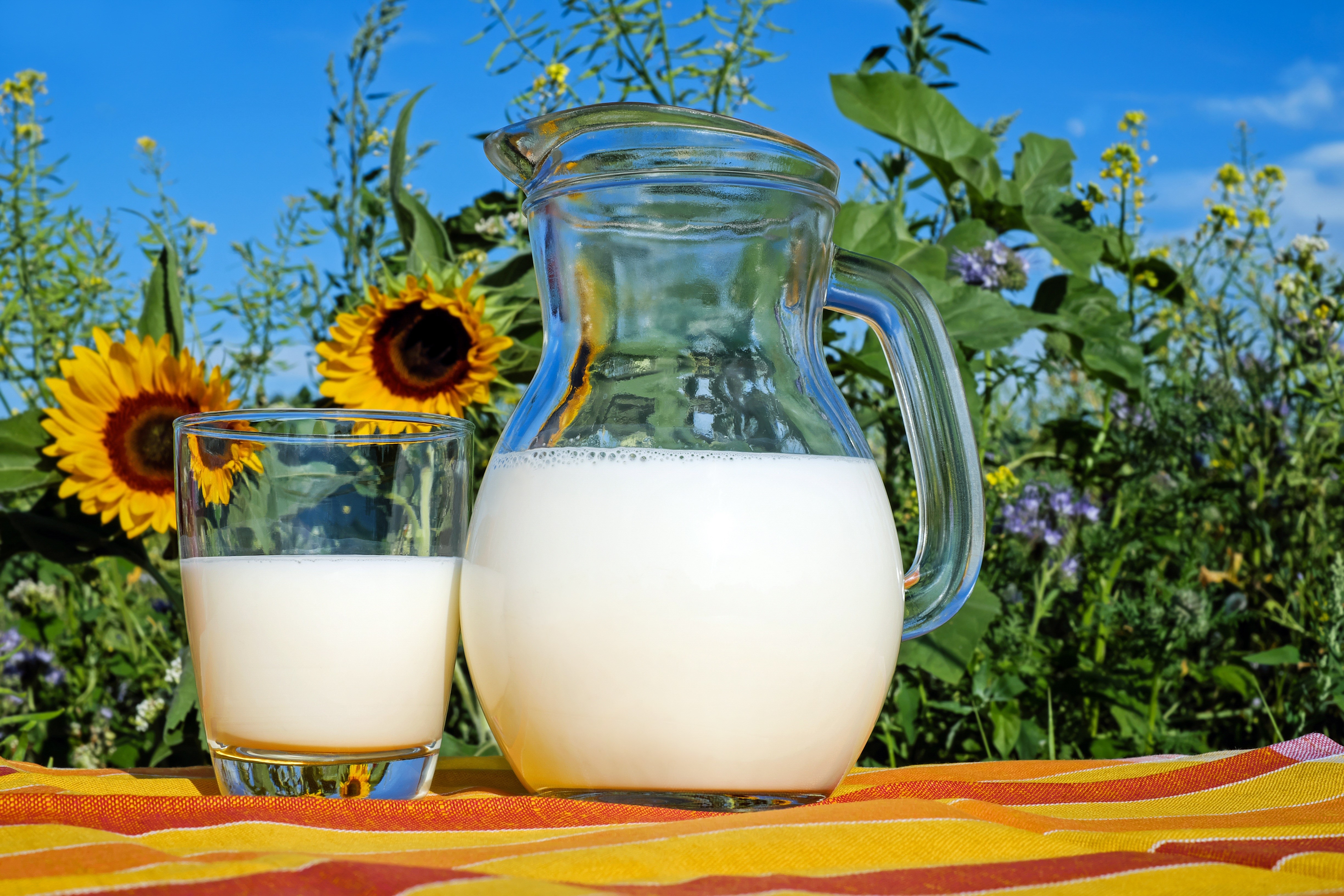 Milk in a jug and glass with sunflowers HD Wallpaper