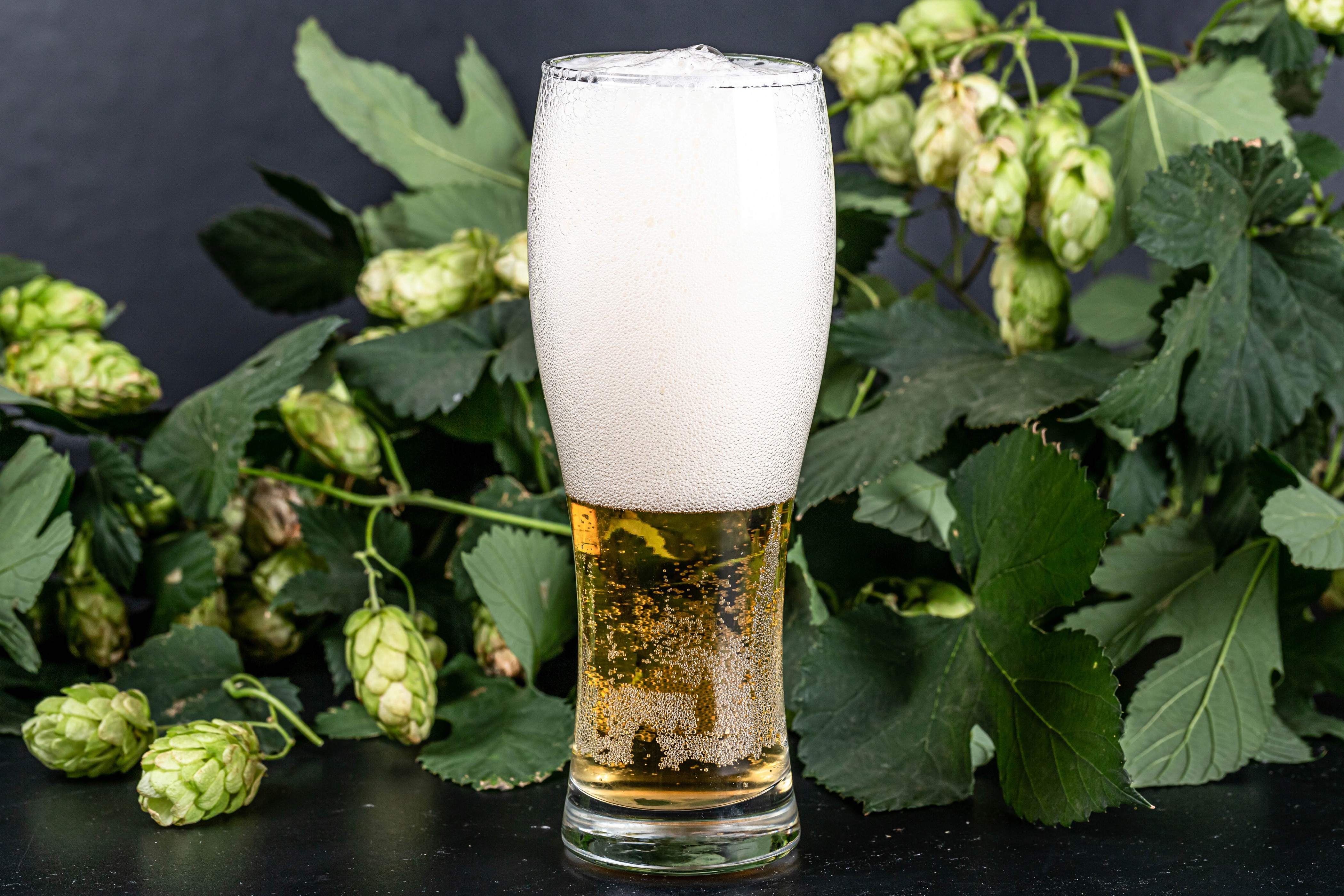 Beer with Hops in Highball Glass HD Wallpaper