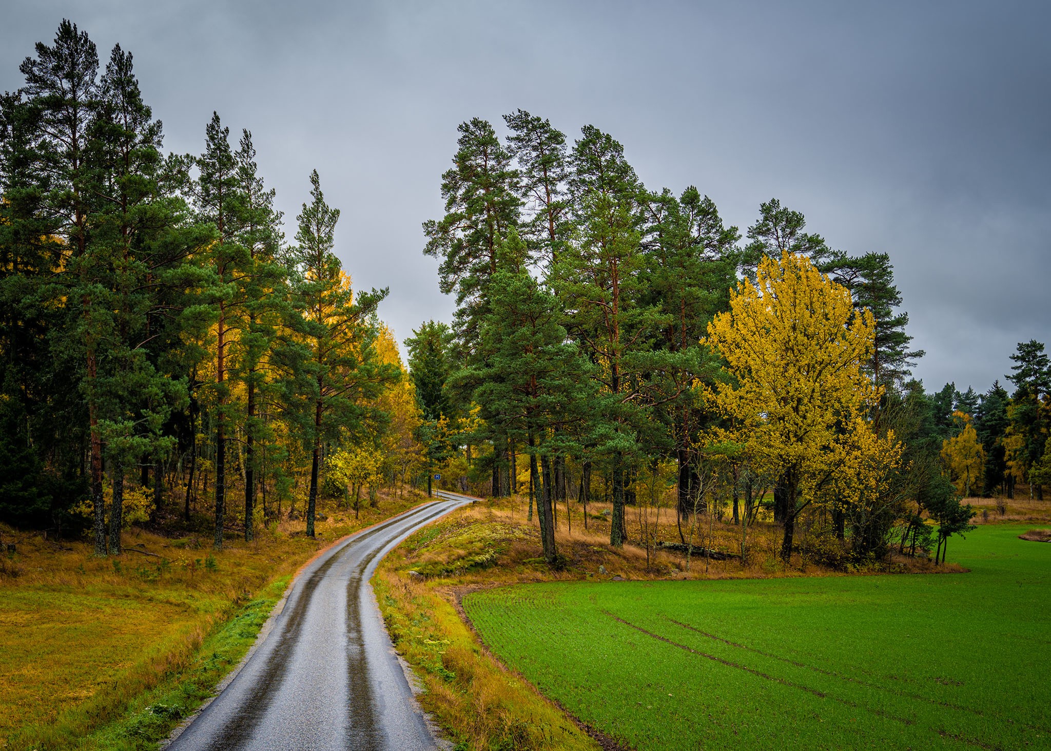 Winding road through autumn forest near Skalhamra, Sweden HD Wallpaper