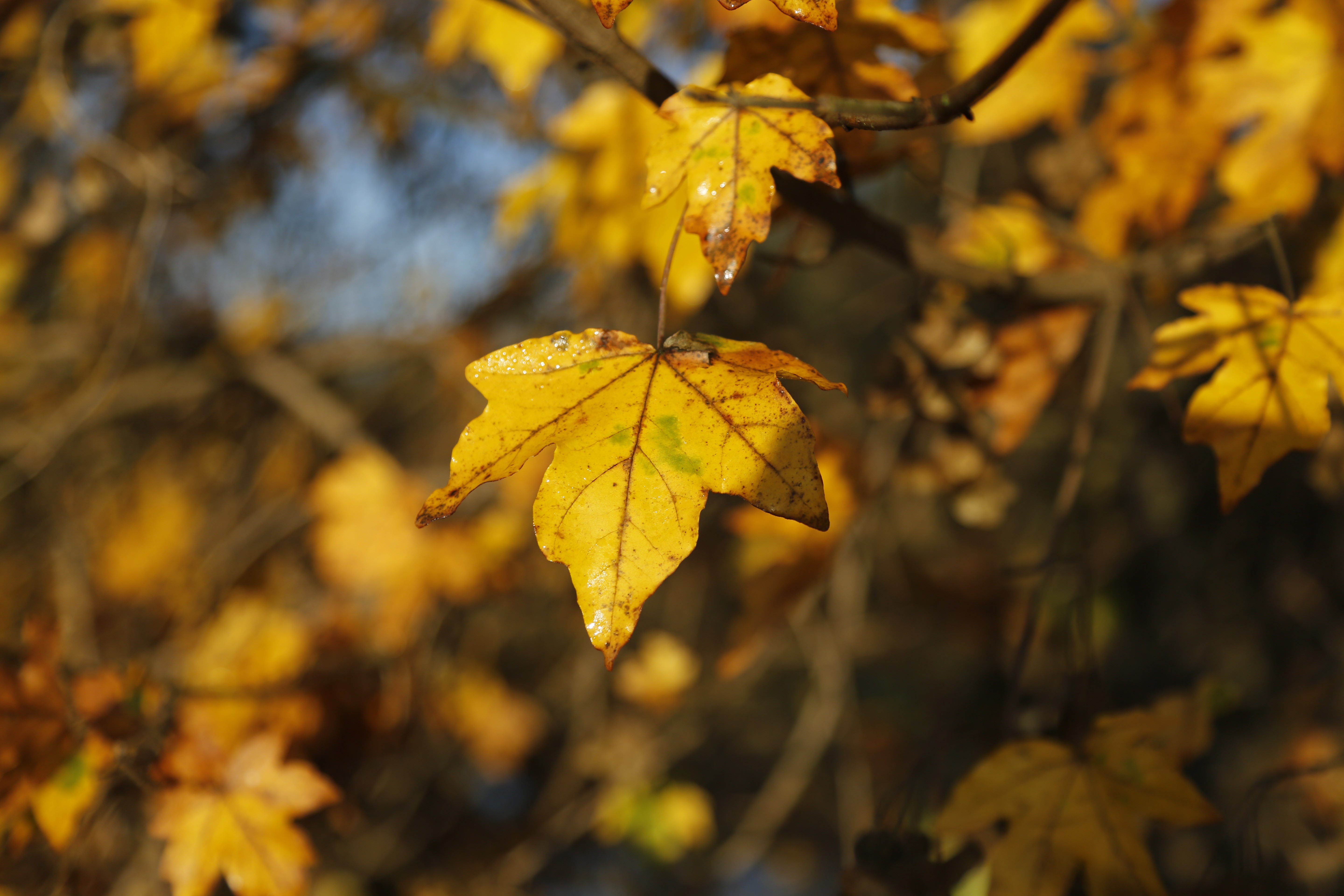 Autumn Maple Leaves with Water Droplets HD Wallpaper