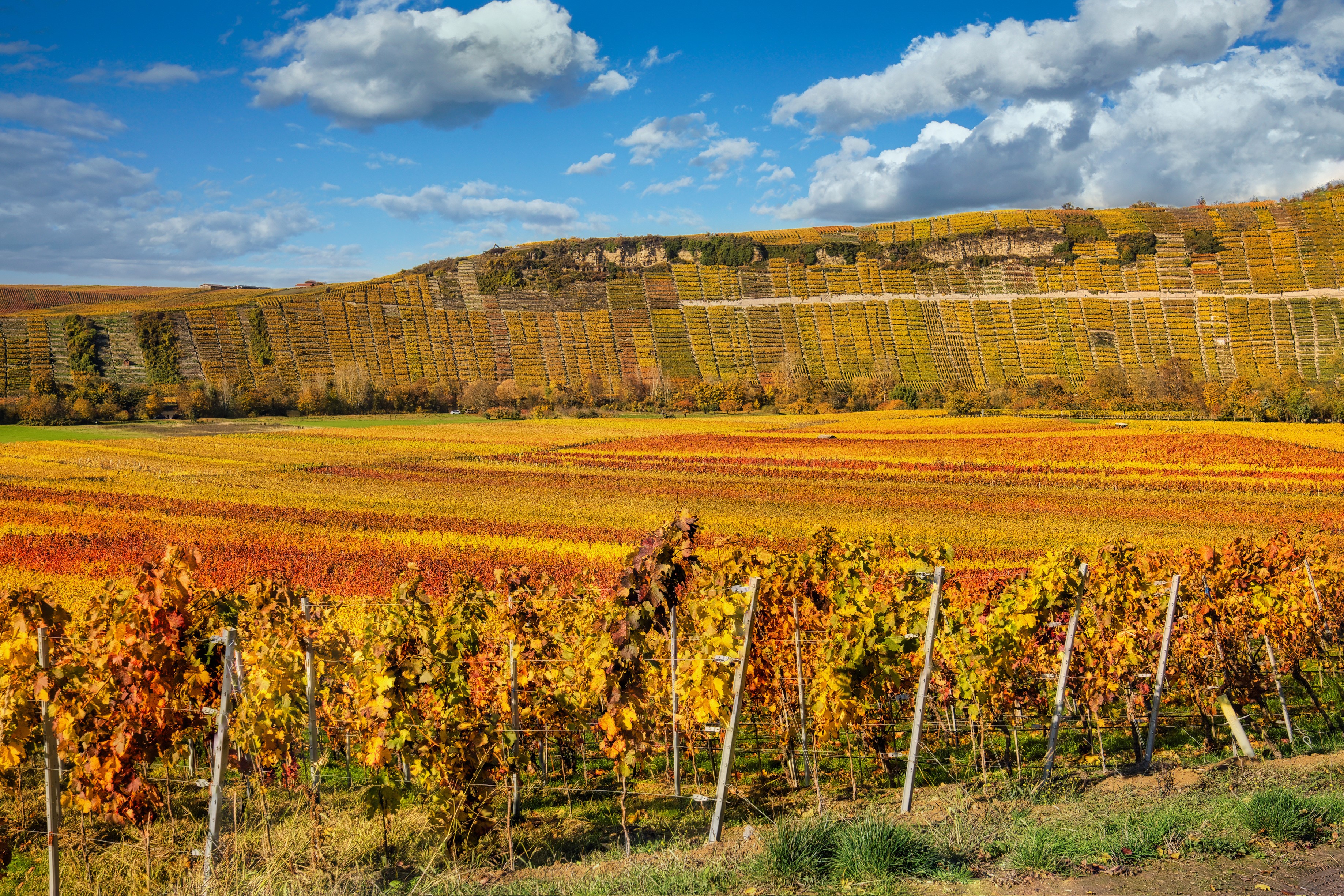 Vineyard in Baden-Wuerttemberg, Germany during Autumn HD Wallpaper
