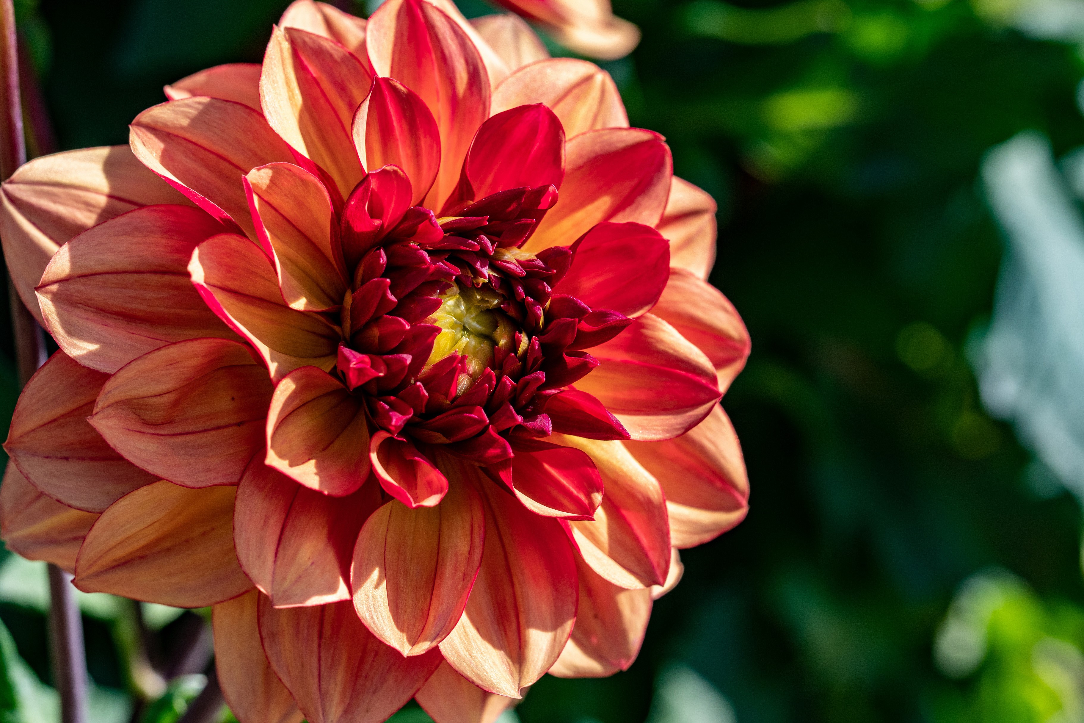 Close-up of a vibrant orange and red dahlia flower HD Wallpaper