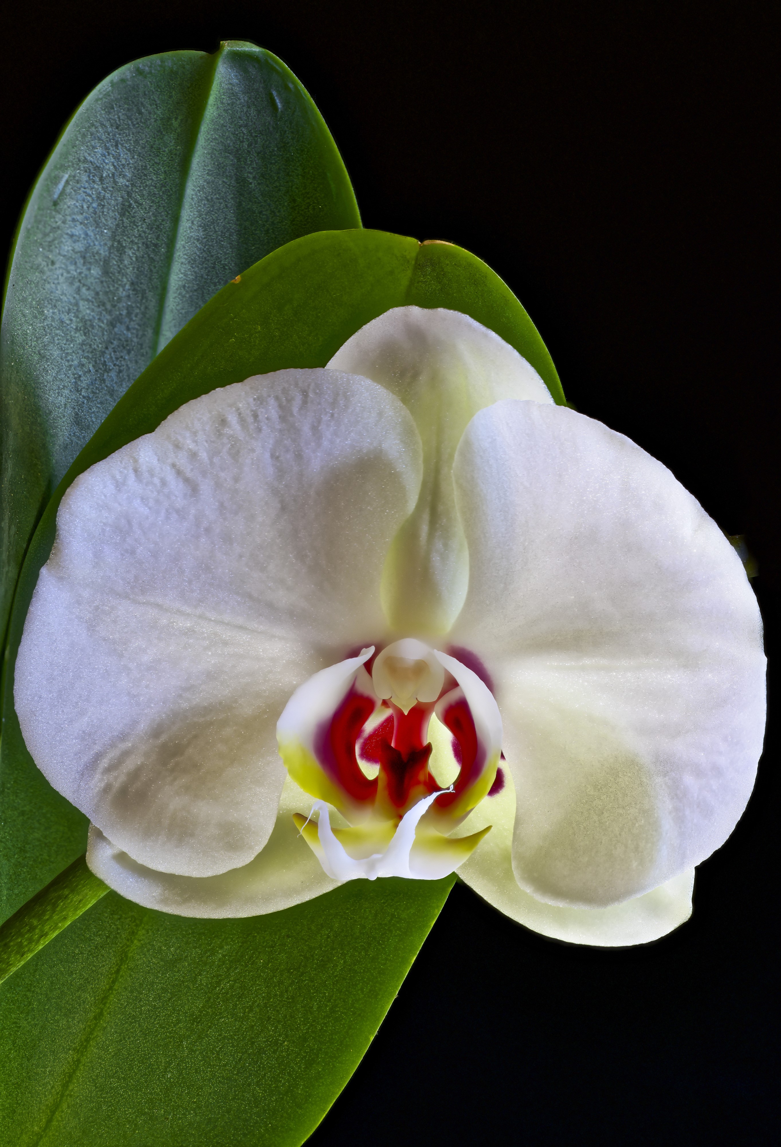 White orchid with red and yellow center on black background HD Phone Wallpaper