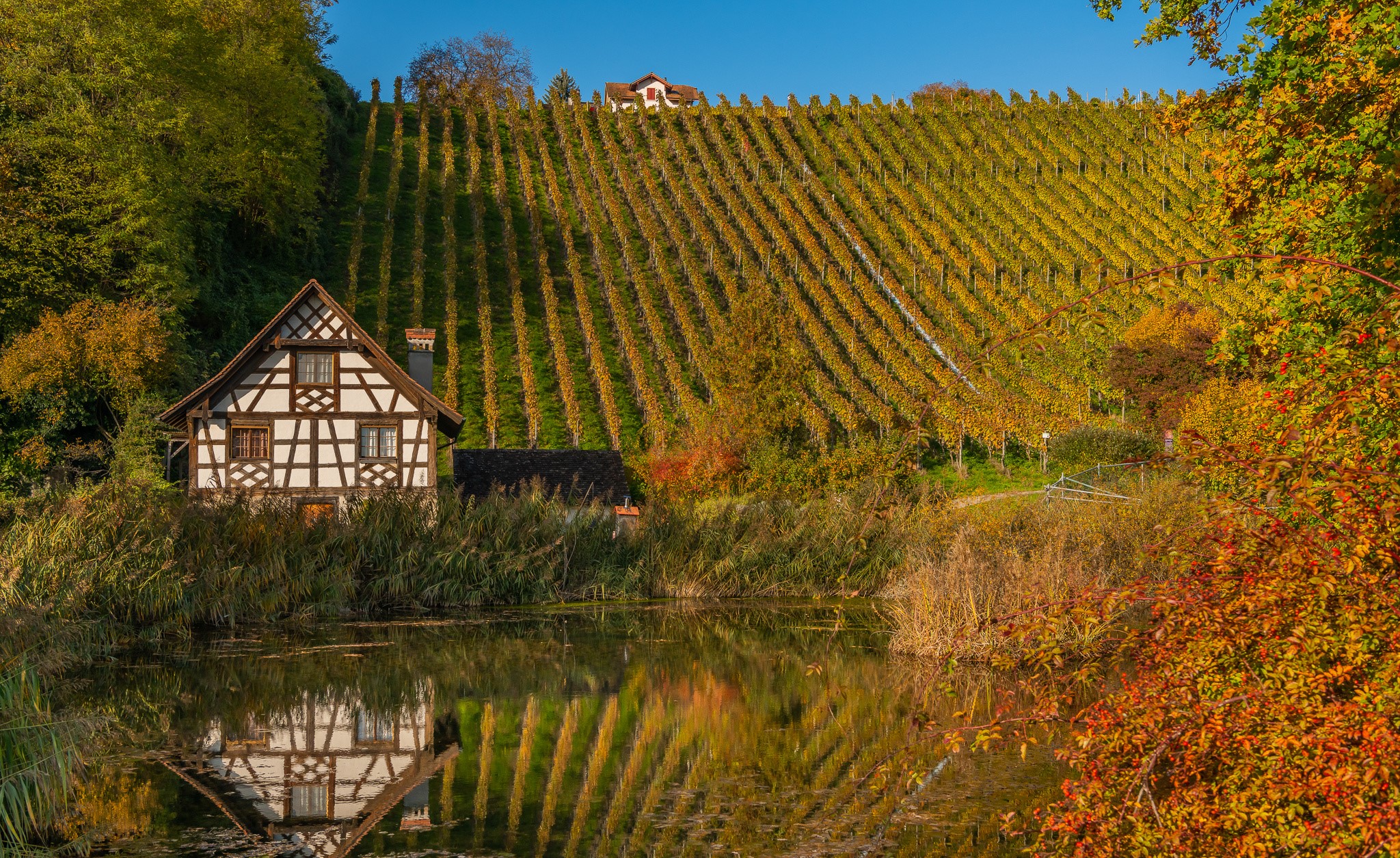 Half-timbered house by a pond with vineyard on a hill in autumn HD Wallpaper
