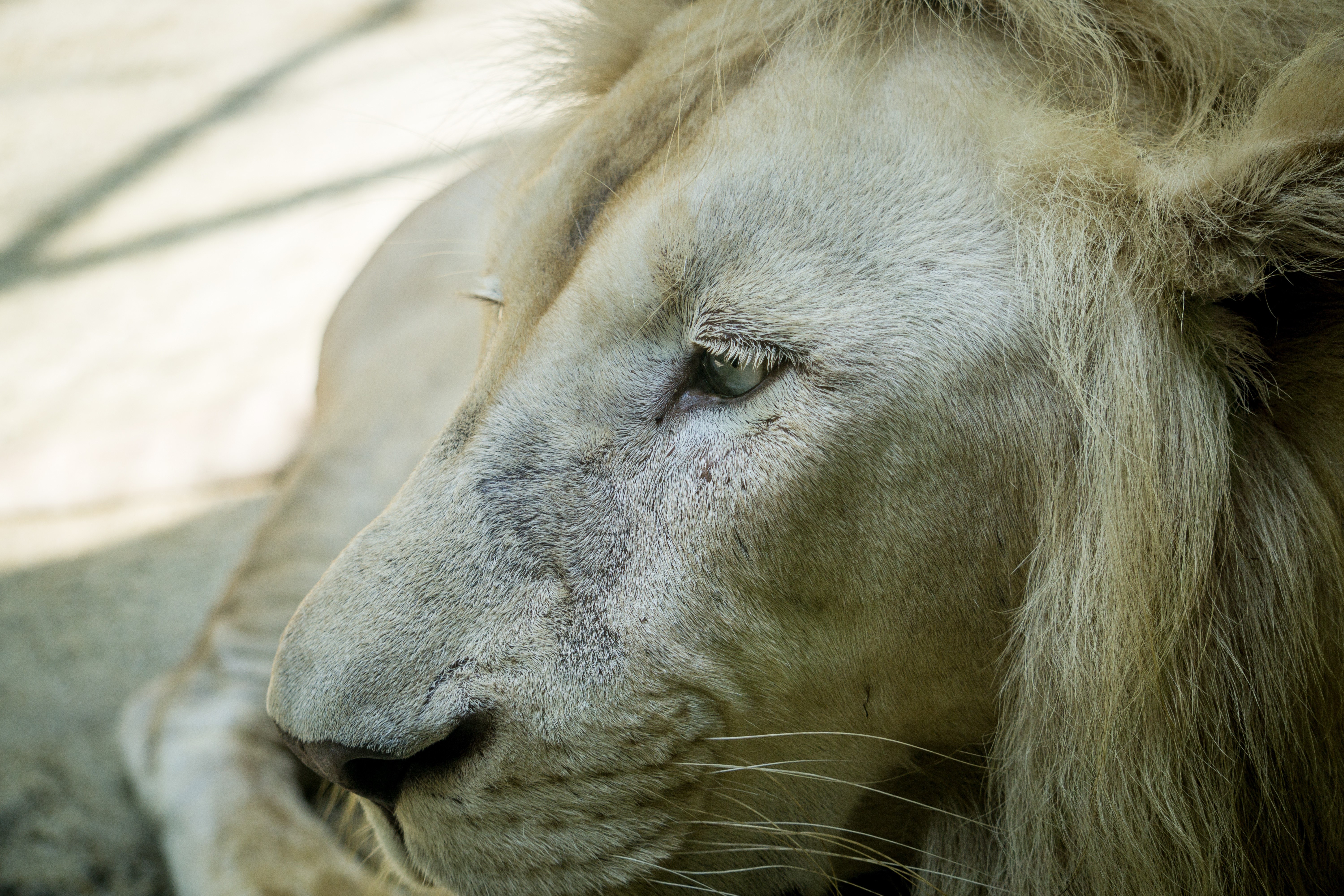 Close-up of a white lion's face HD Wallpaper