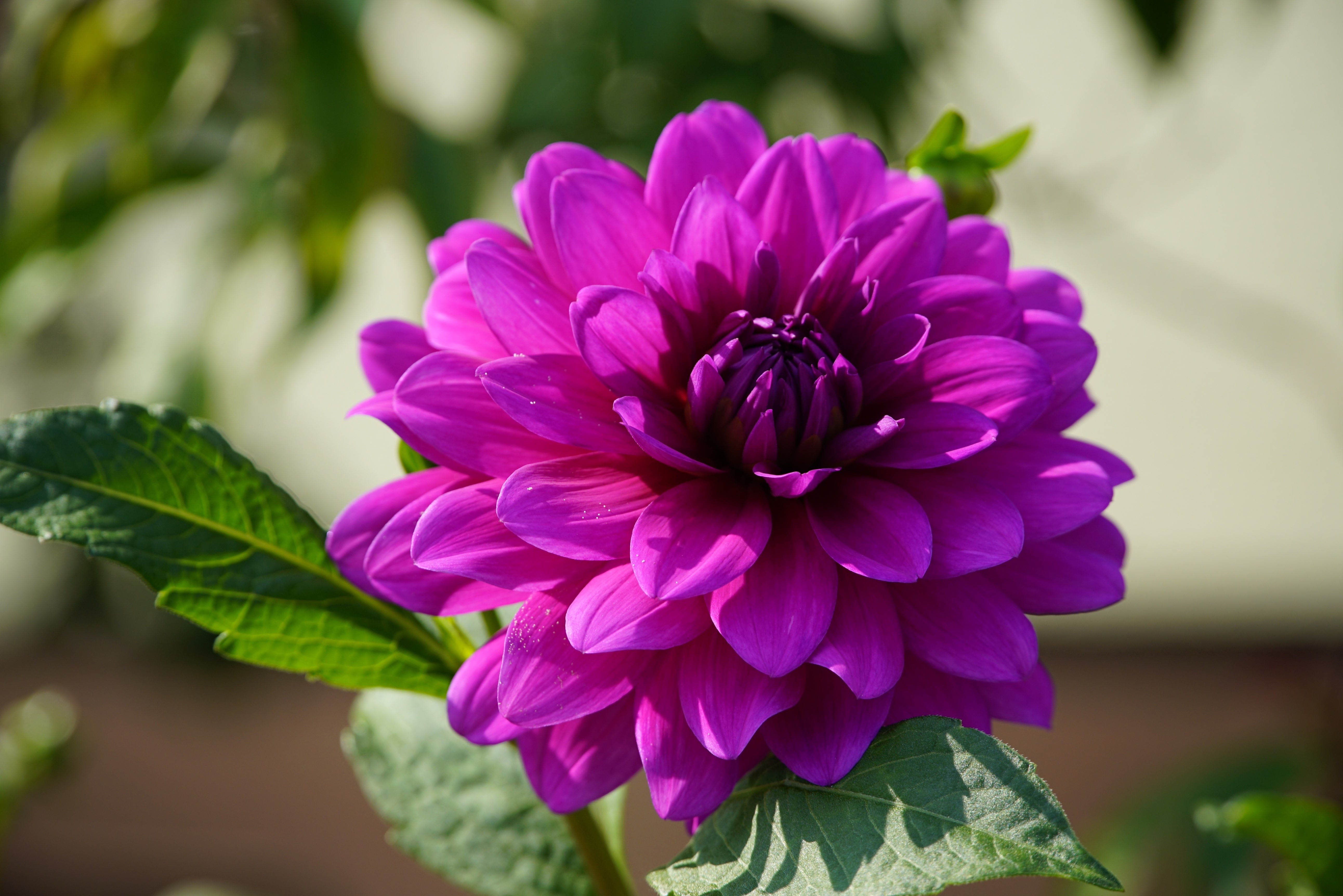 Violet Dahlia Flower Closeup HD Wallpaper