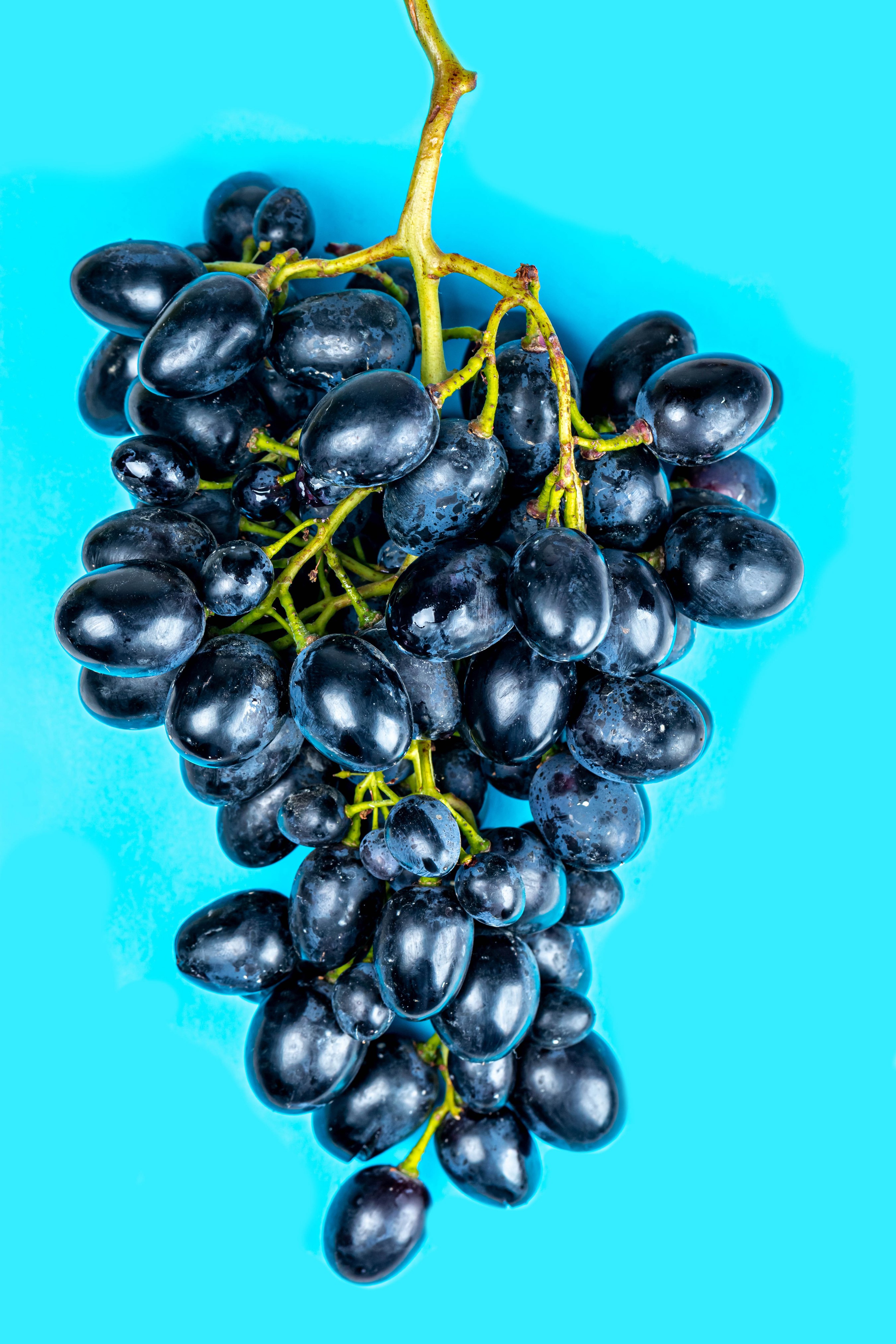 Close-up of a bunch of dark grapes on a blue background HD Phone Wallpaper