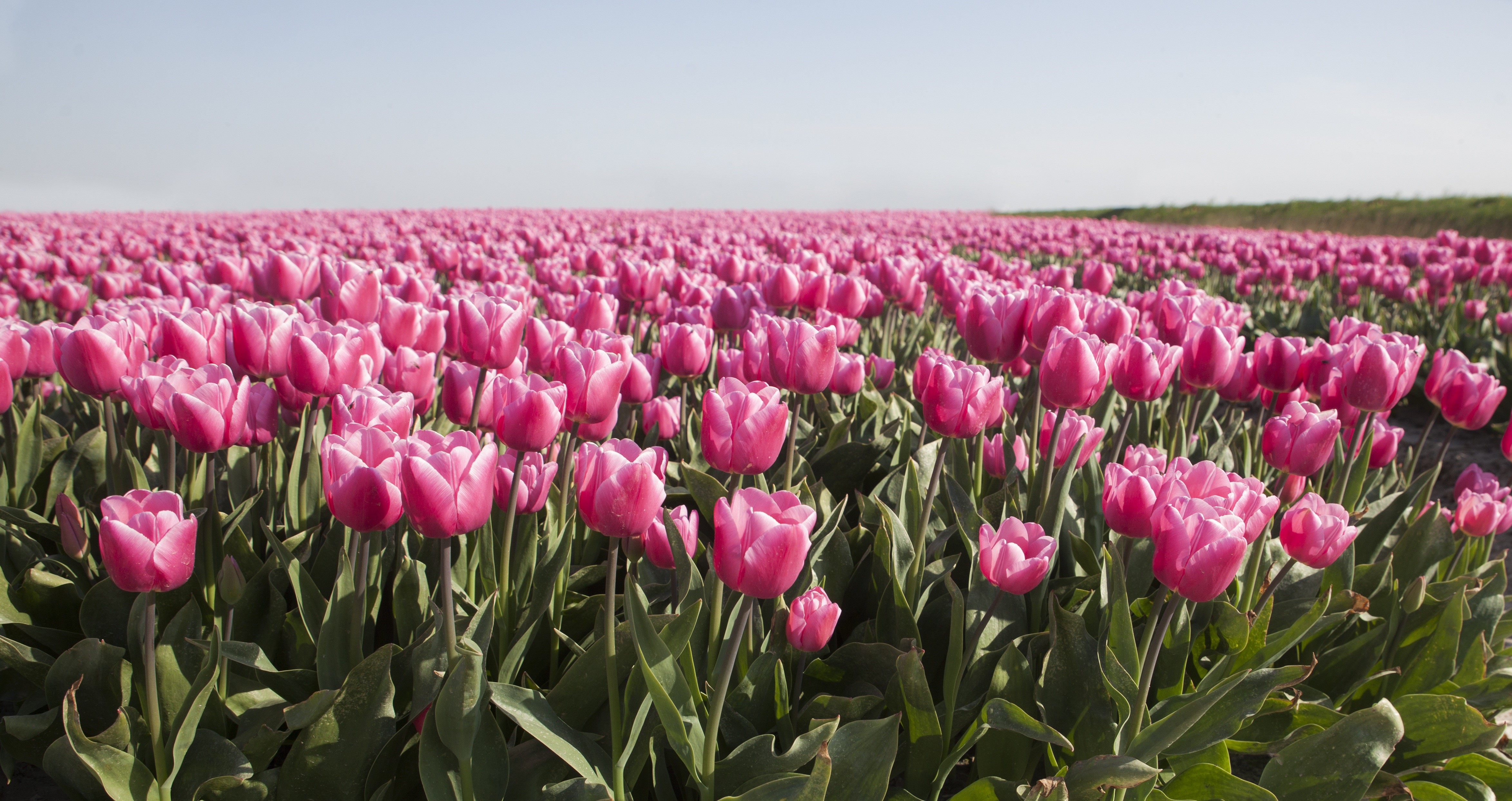 Field of Pink Tulips HD Wallpaper
