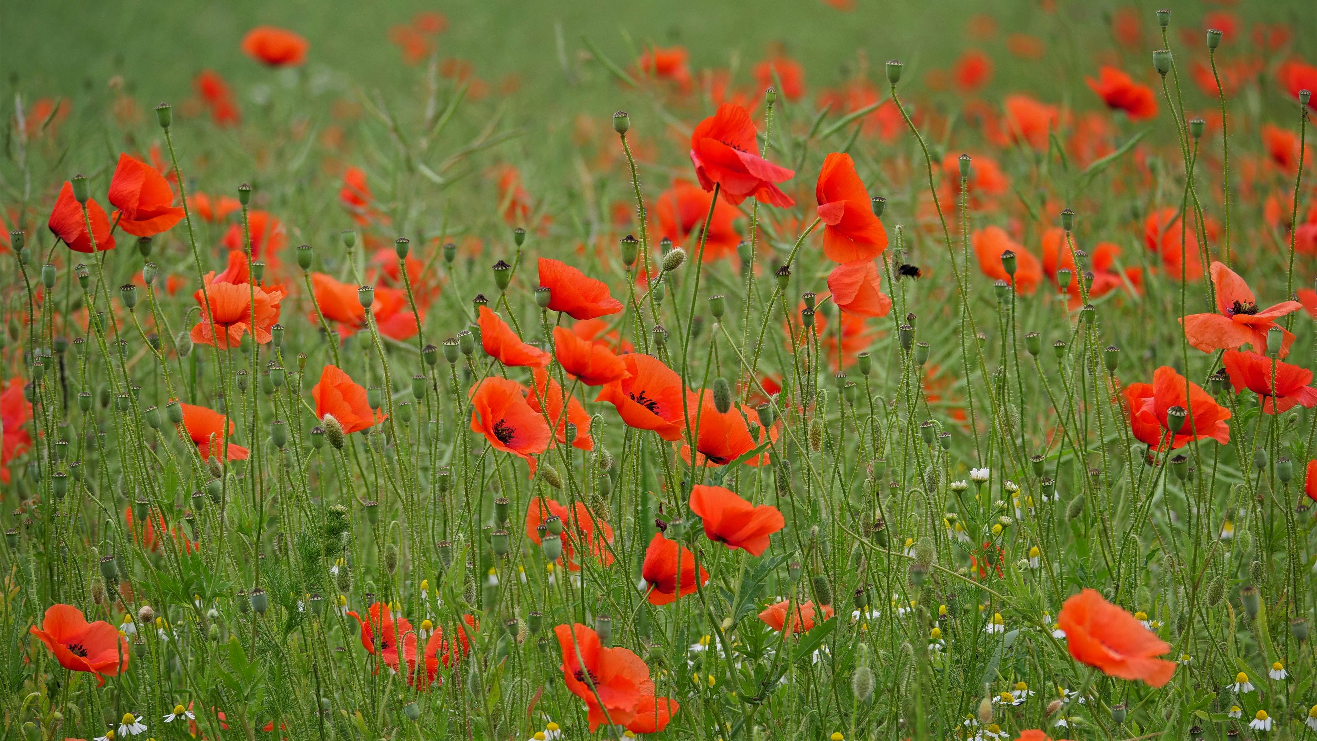 Field of Red Poppies and Green Grass HD Wallpaper