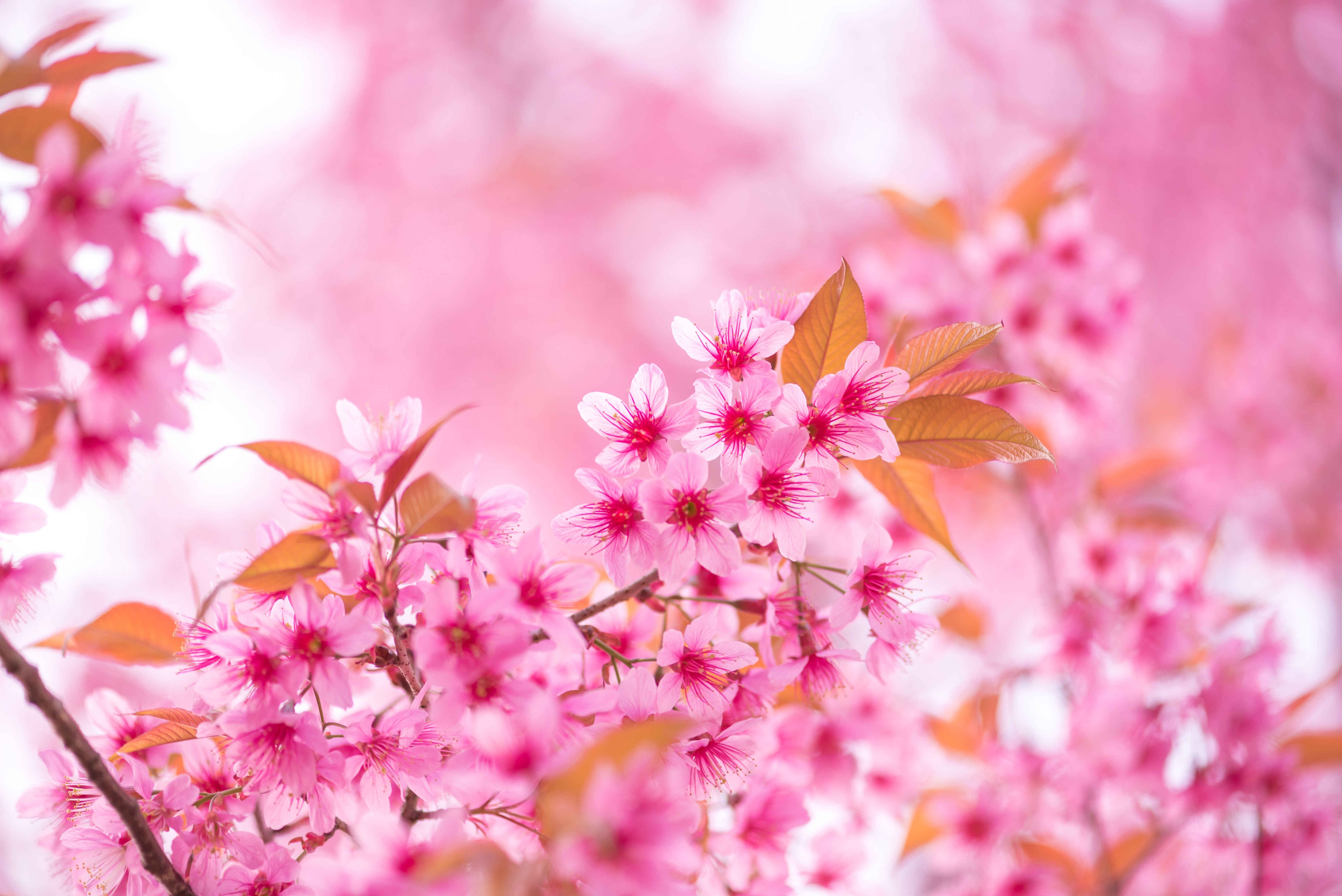 Pink Sakura Cherry Blossoms on Branches HD Wallpaper