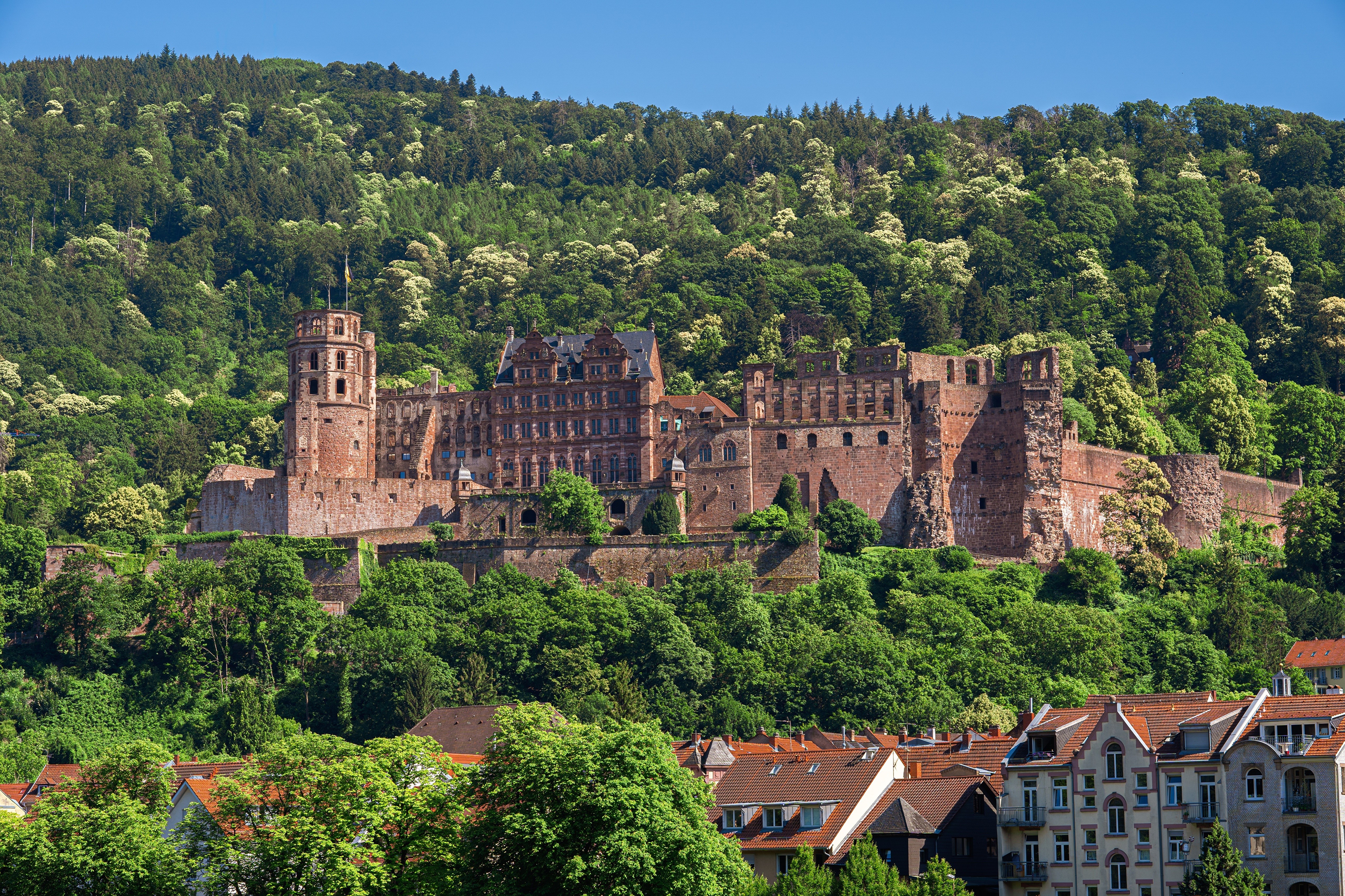 Heidelberg Castle and Forest in Germany HD Wallpaper
