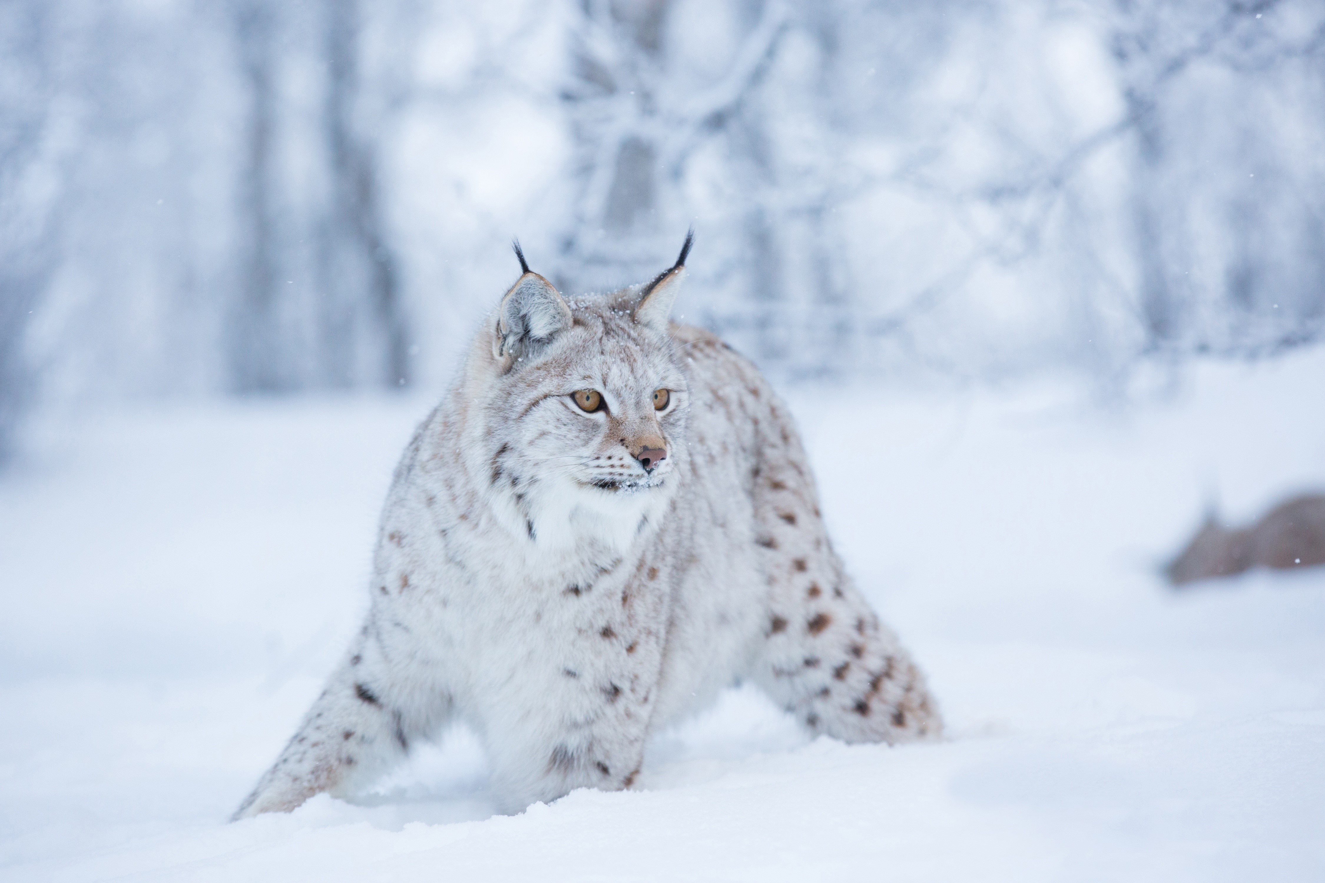 Lynx in the snow HD Wallpaper